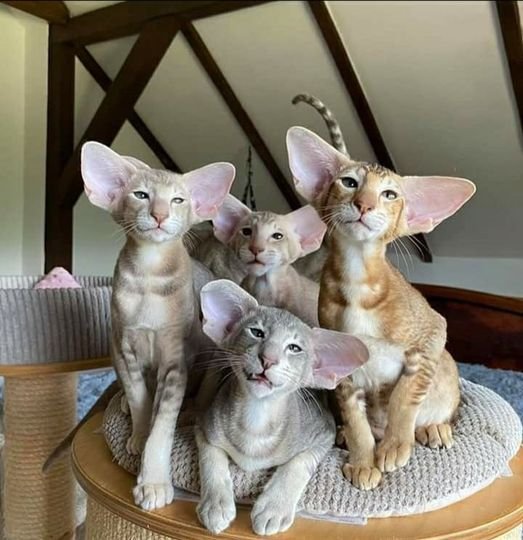 Oriental shorthair kittens r/Humanitydool