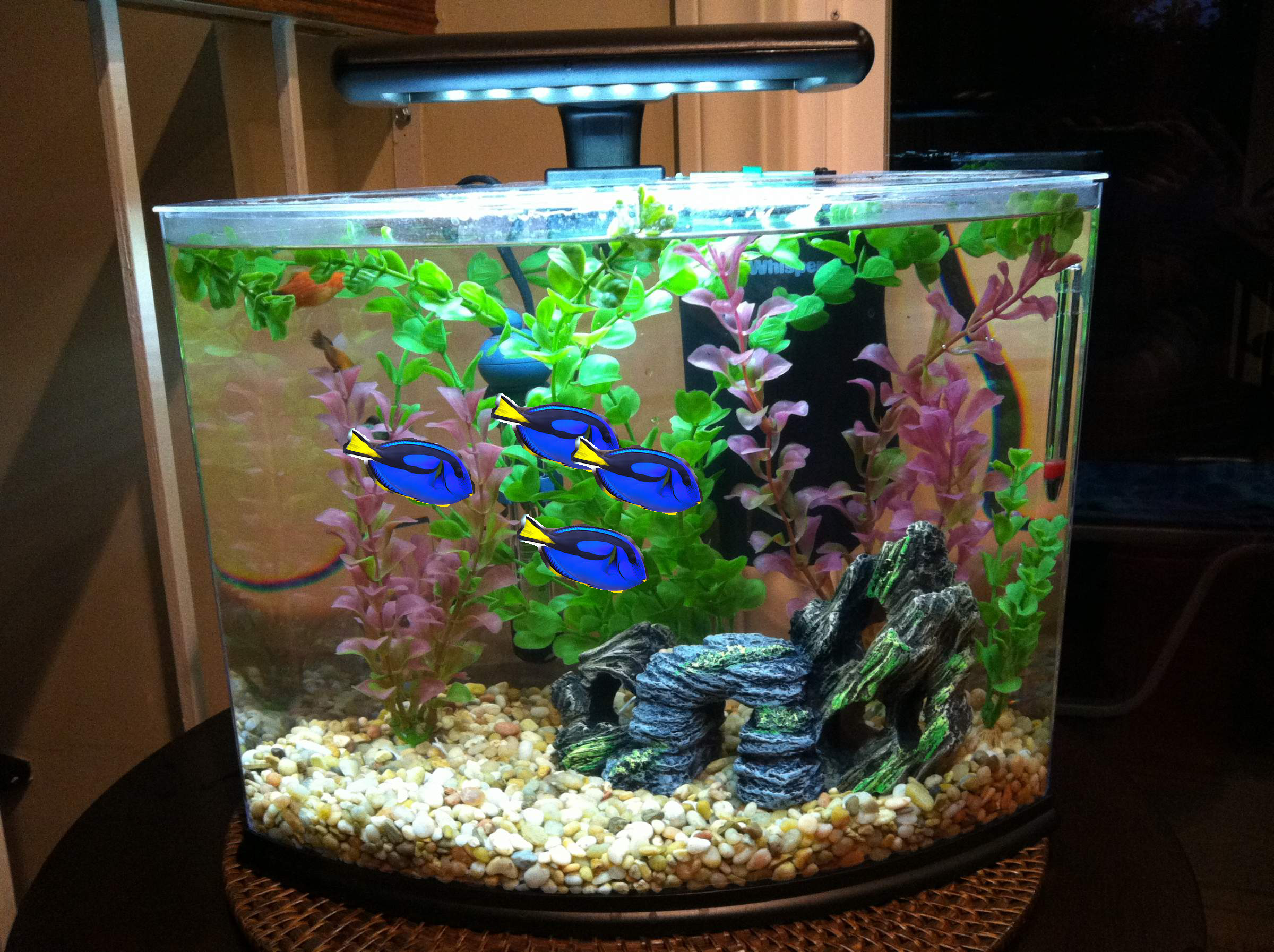 Got a blue tang community tank set up r/Aquariums