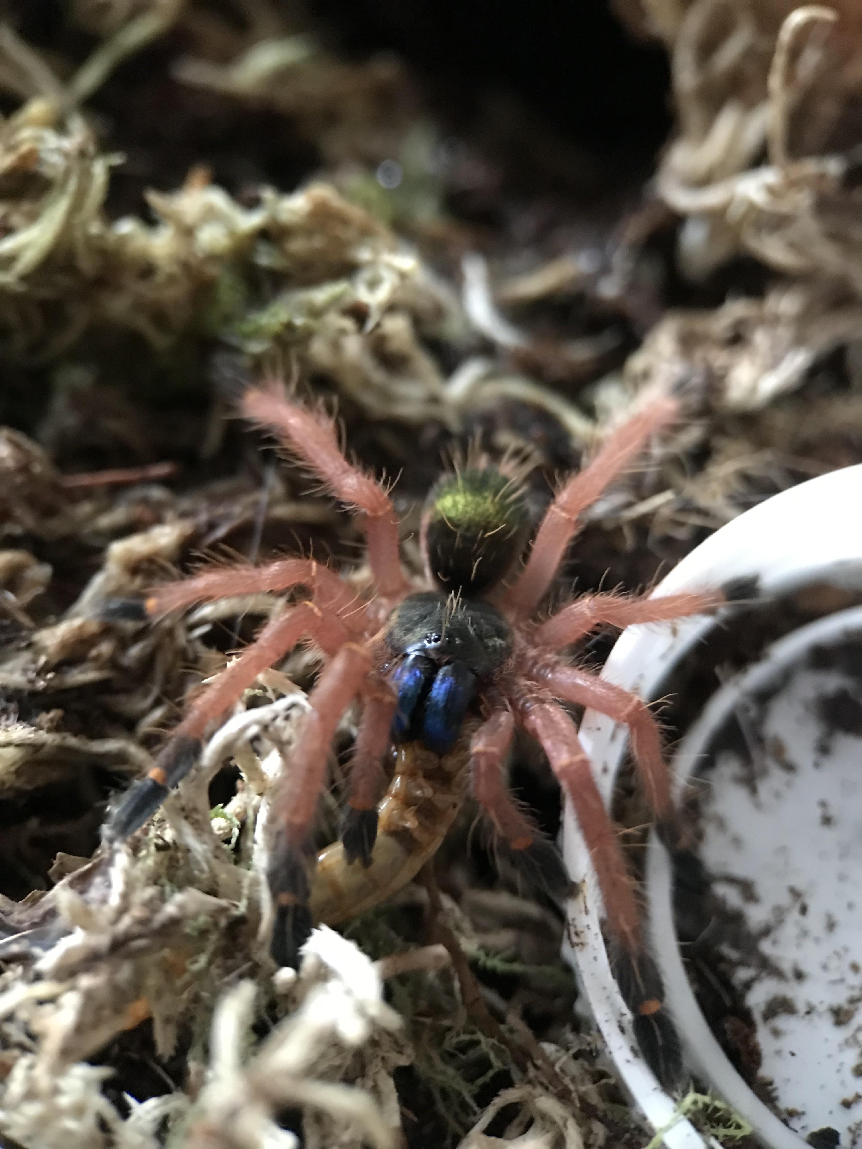 One of my favourites eating a mealworm! r/tarantulas