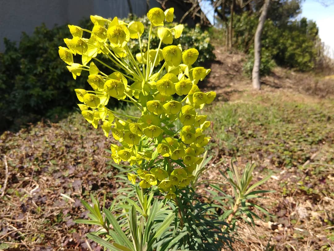 Yellow green flowers in Washington state r/whatsthisplant