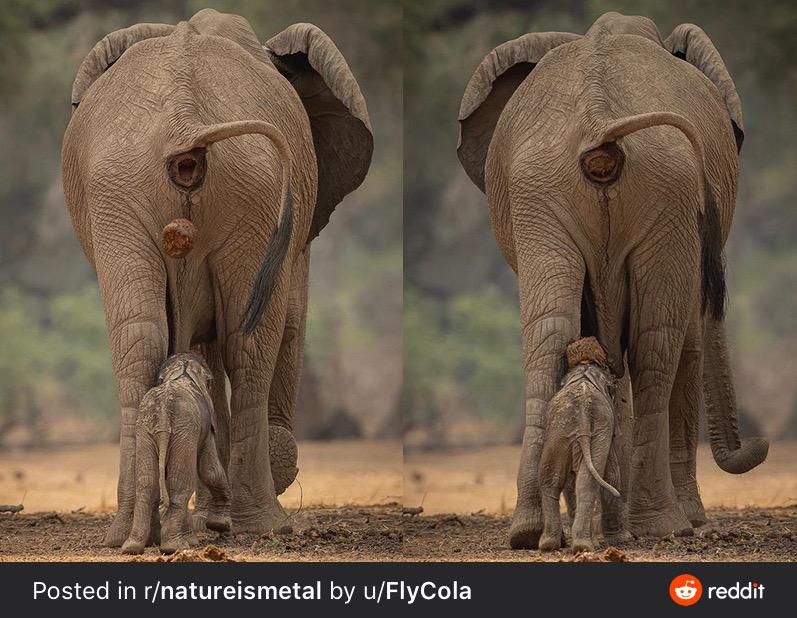 [Request] Roughly how much energy does this elephant turd have