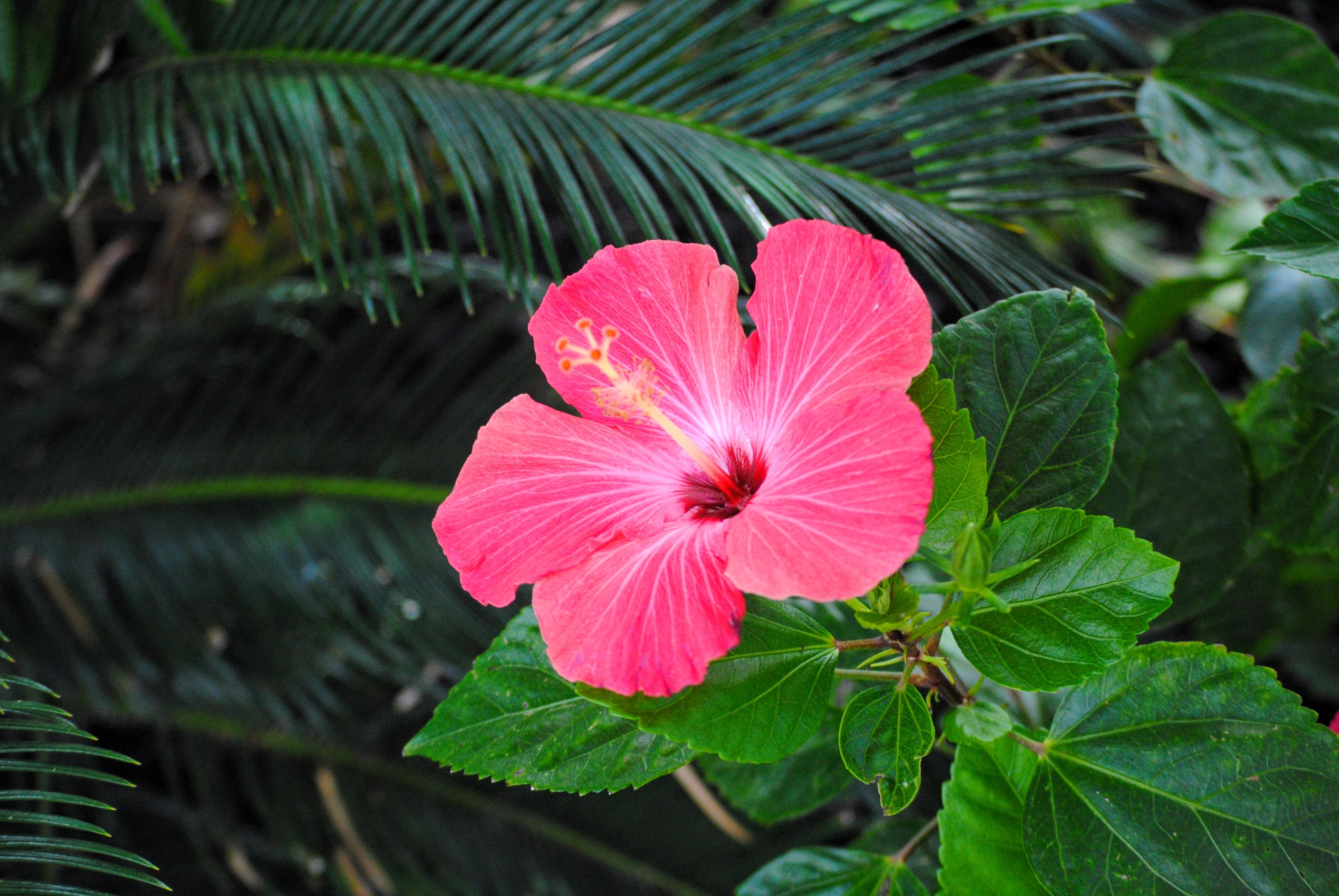 Hibiscus Flower wallpapers