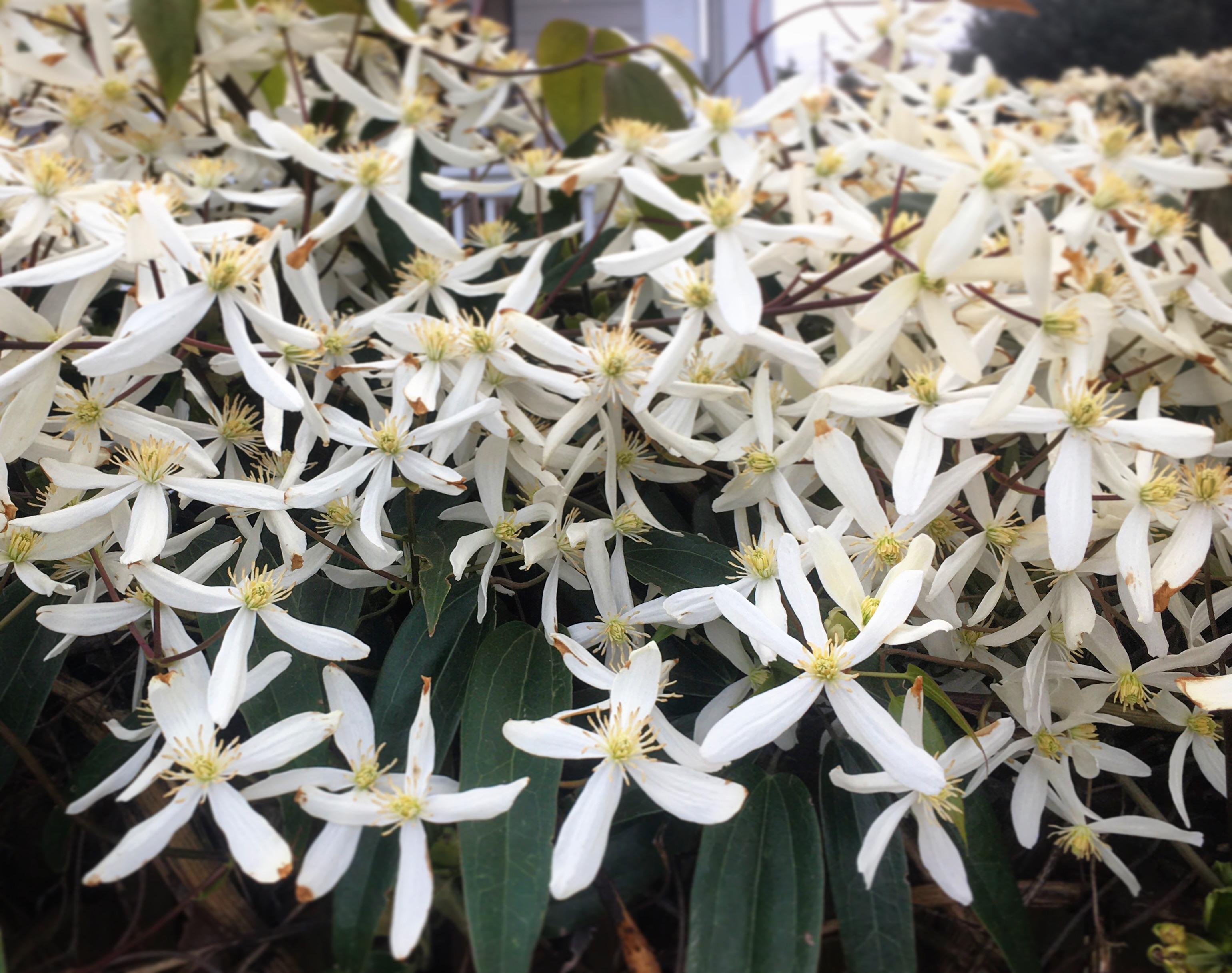Seems (and smells) like jasmine, but only four petals? [Pacific