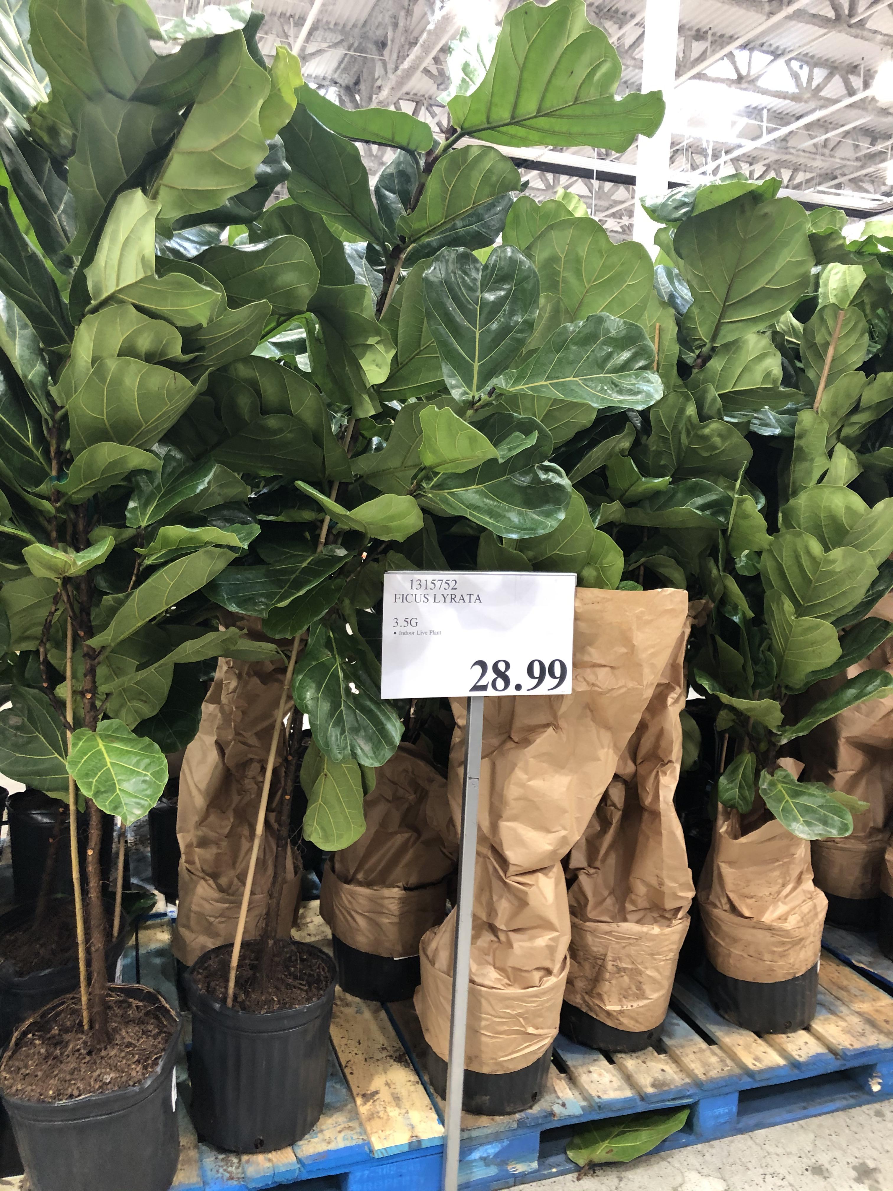 Unheard of price for a beautiful tall fiddle fig! I can’t believe it