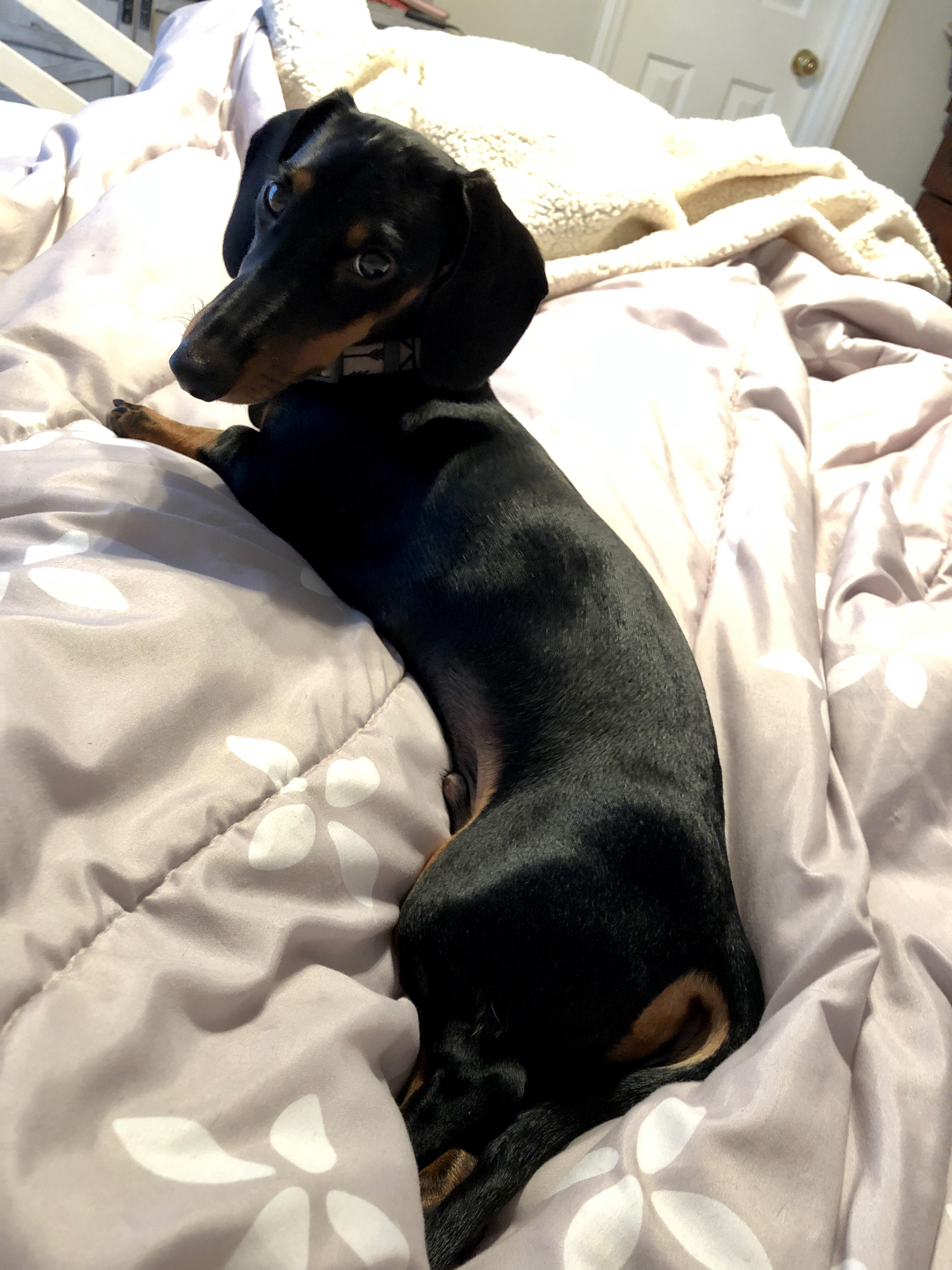 Anyone else’s dachshund love to lay with their back legs stretched