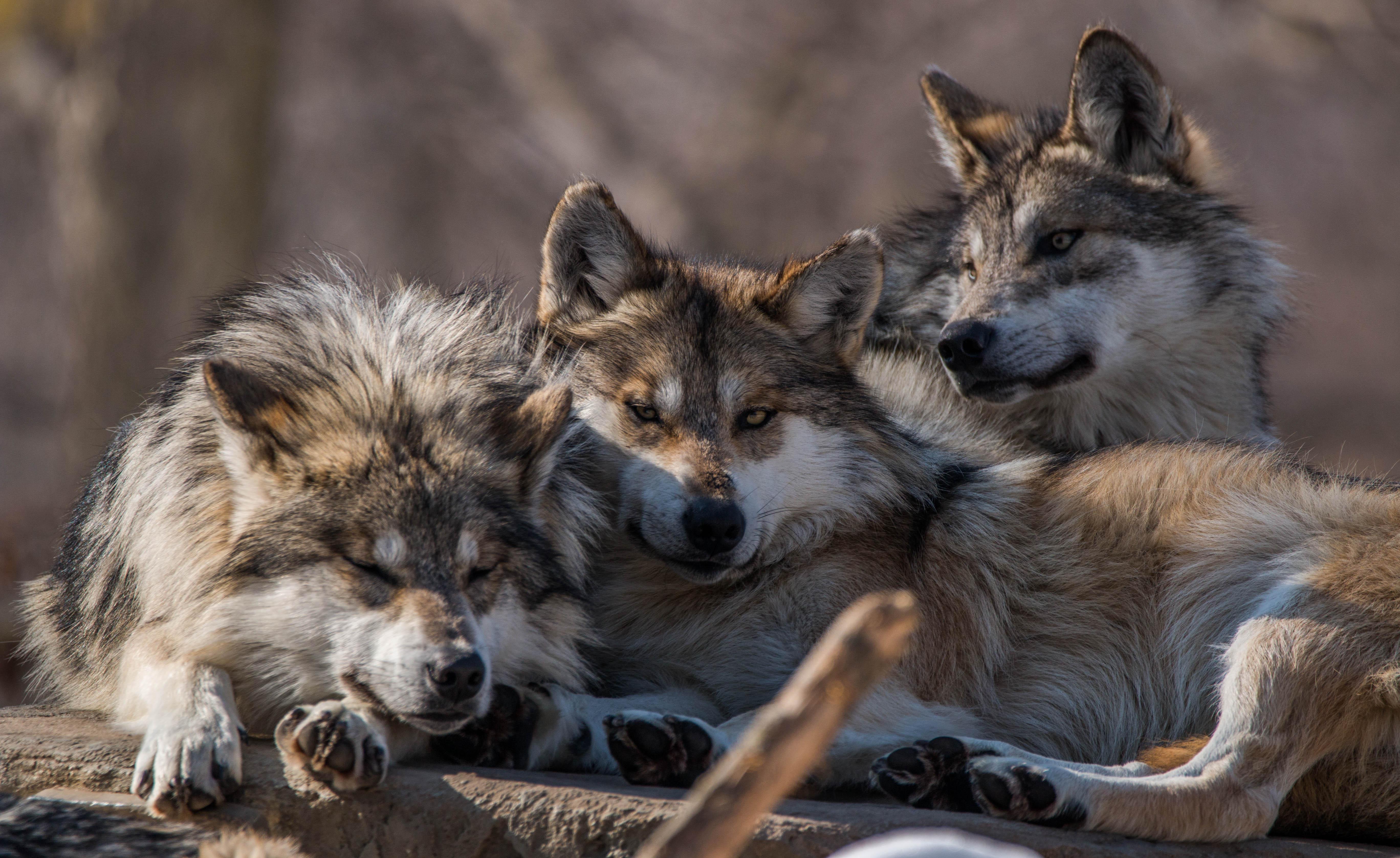 Wolves that cuddle together, stay together [OC] From a couple years ago