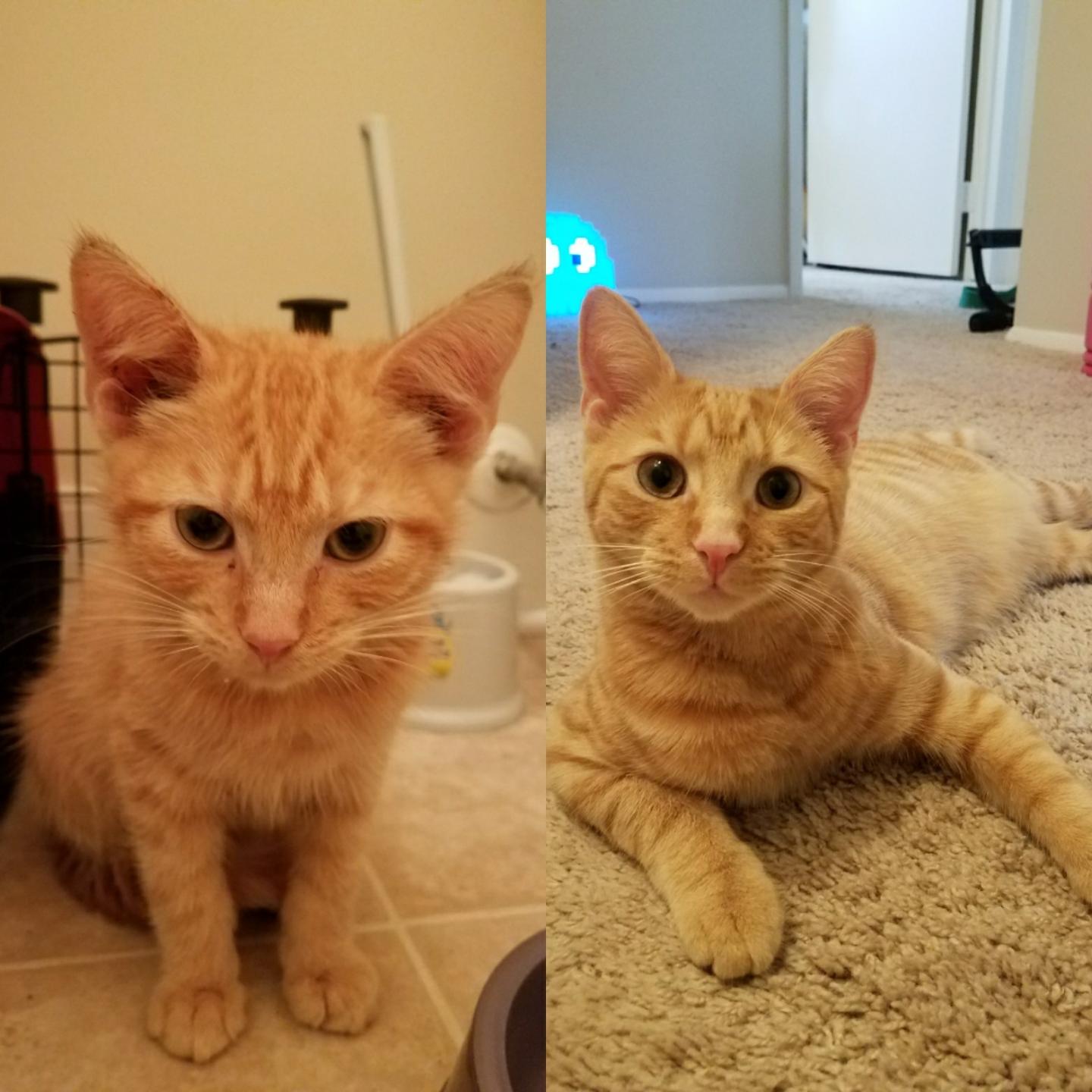 5 months ago my husband rescued a skinny, dirty little orange kitten