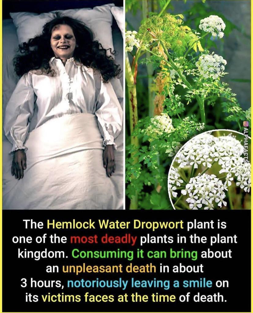 The plants in Joker’s house r/Damnthatsinteresting