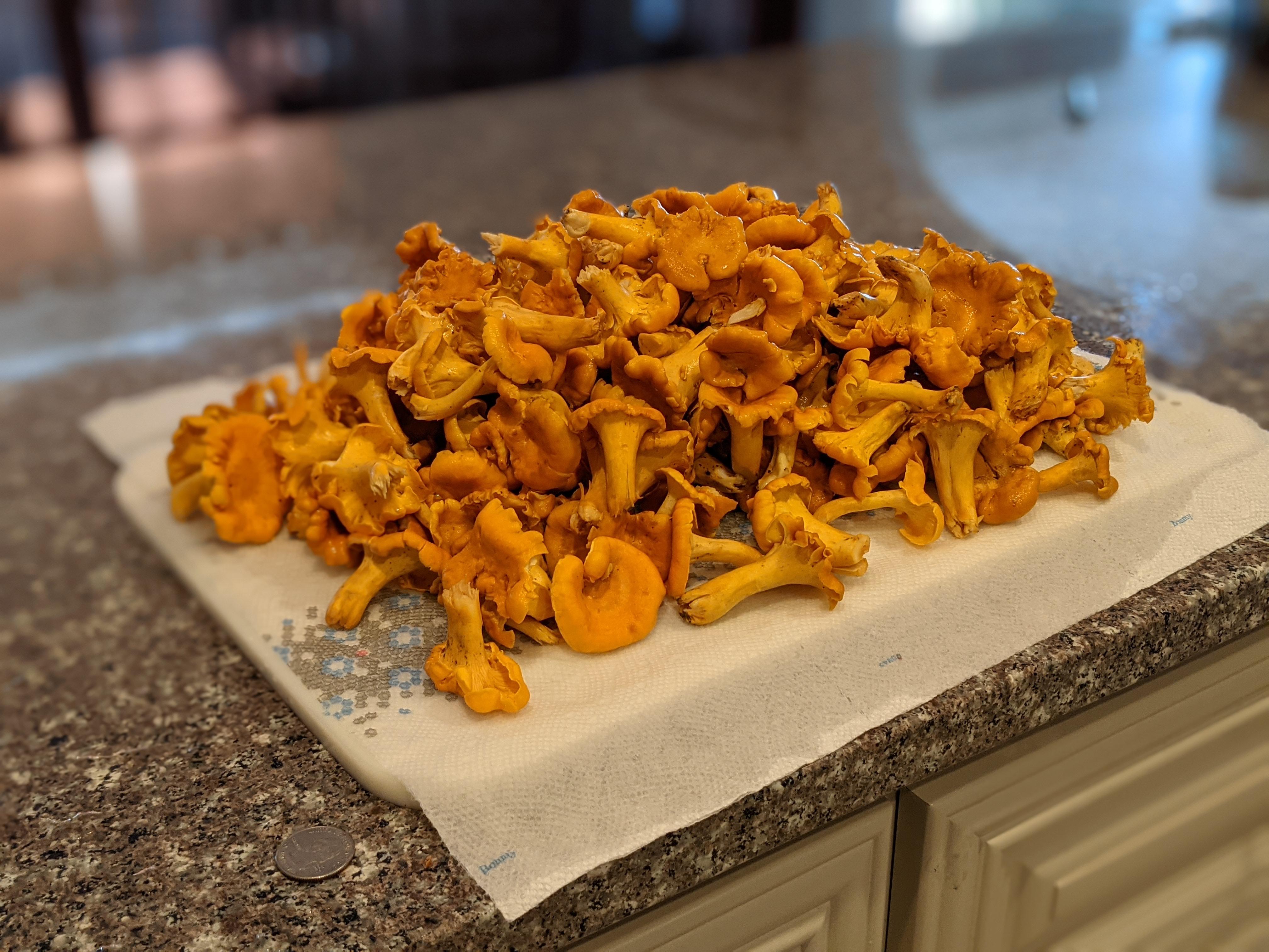 Cubensis?? mushroom_hunting