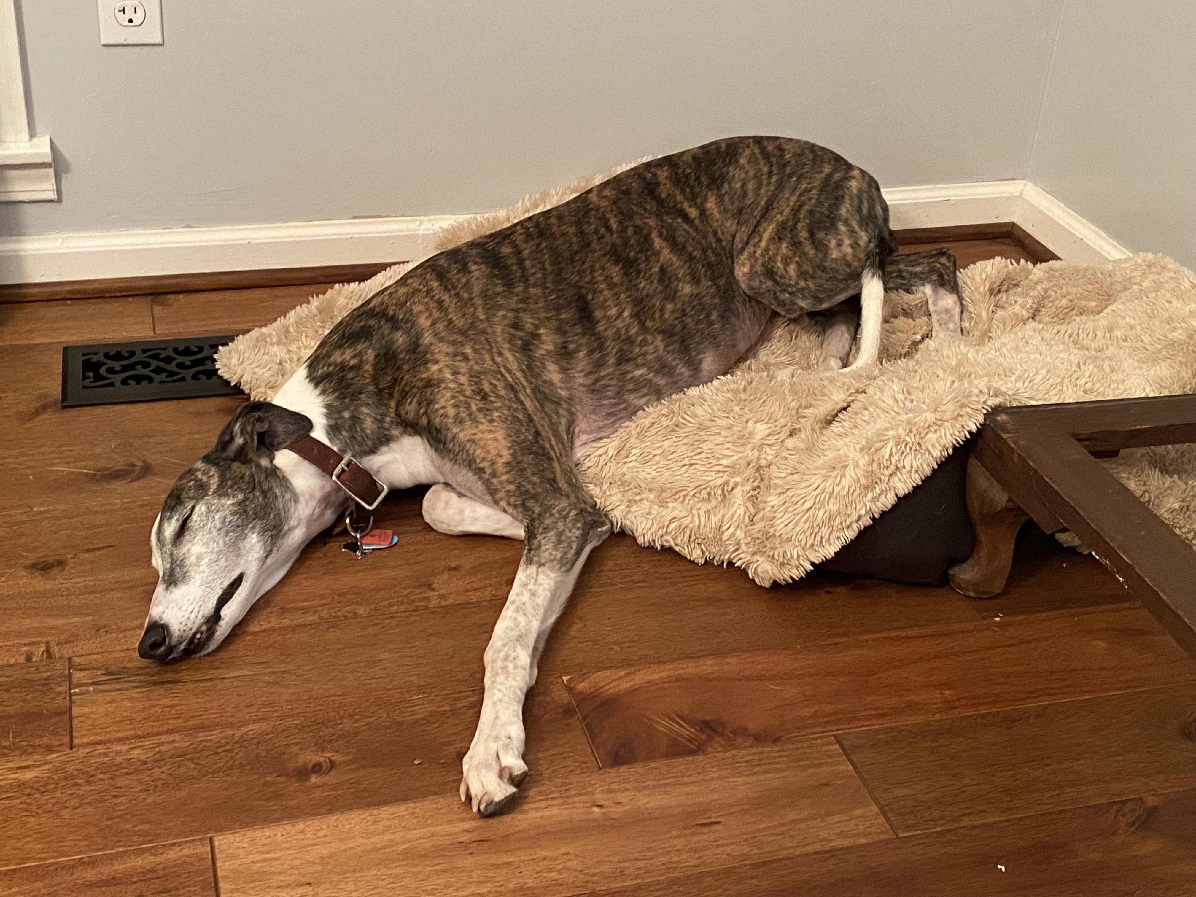 BED WIN r/Greyhounds