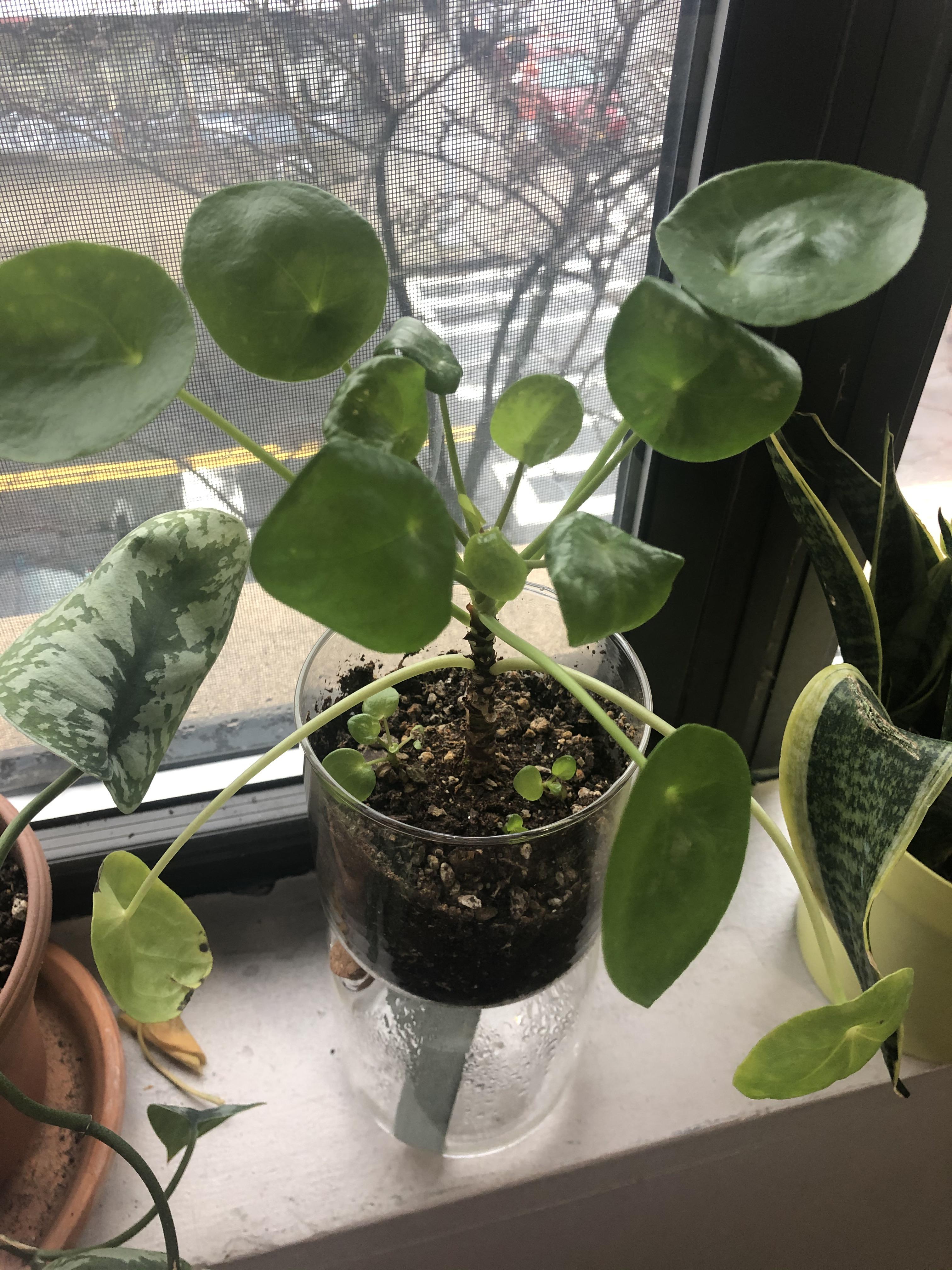 Cannot tell if my Chinese Money Plant (Pilea peperomioides) is happy or