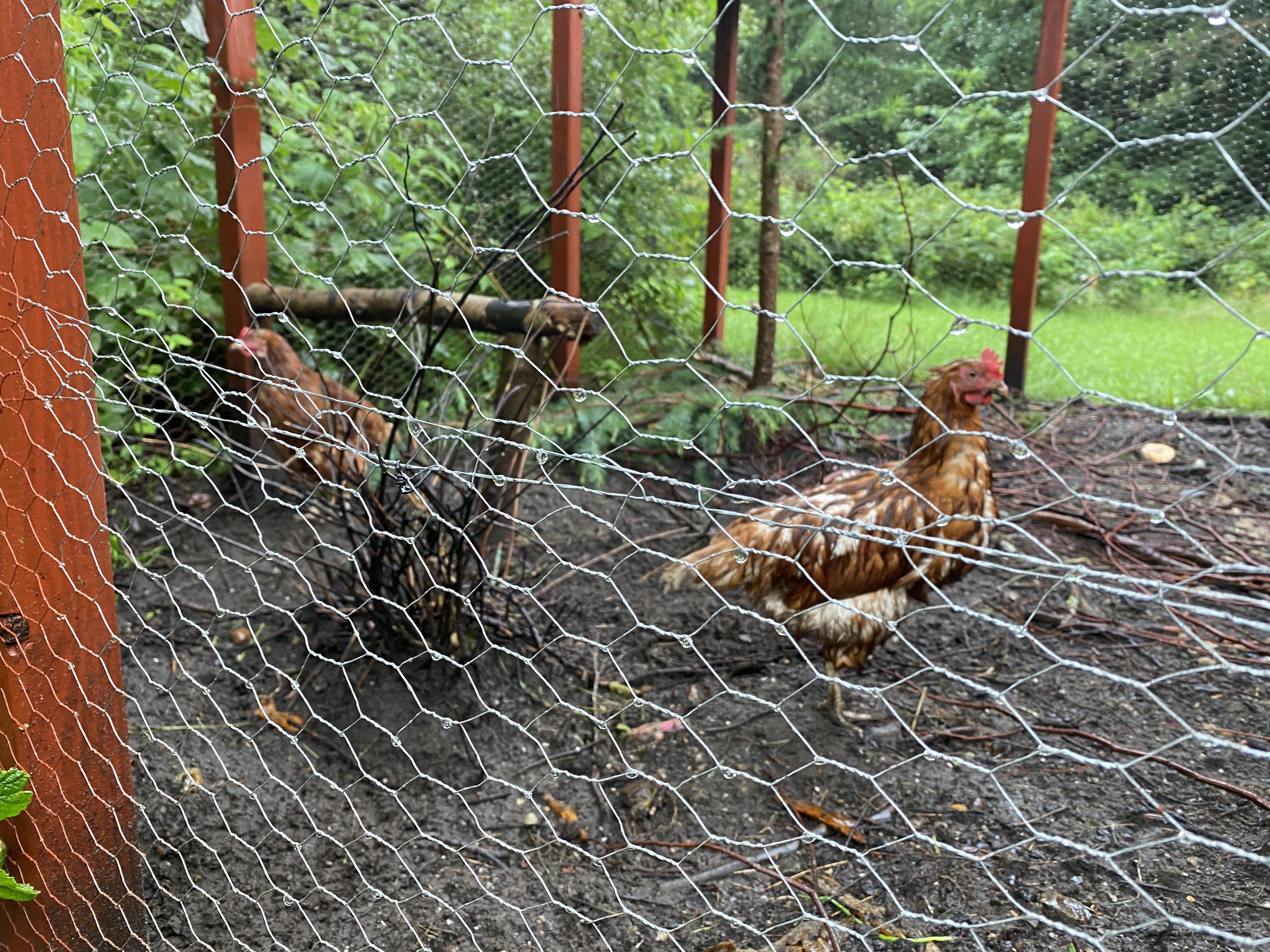 Wet hens r/chickens