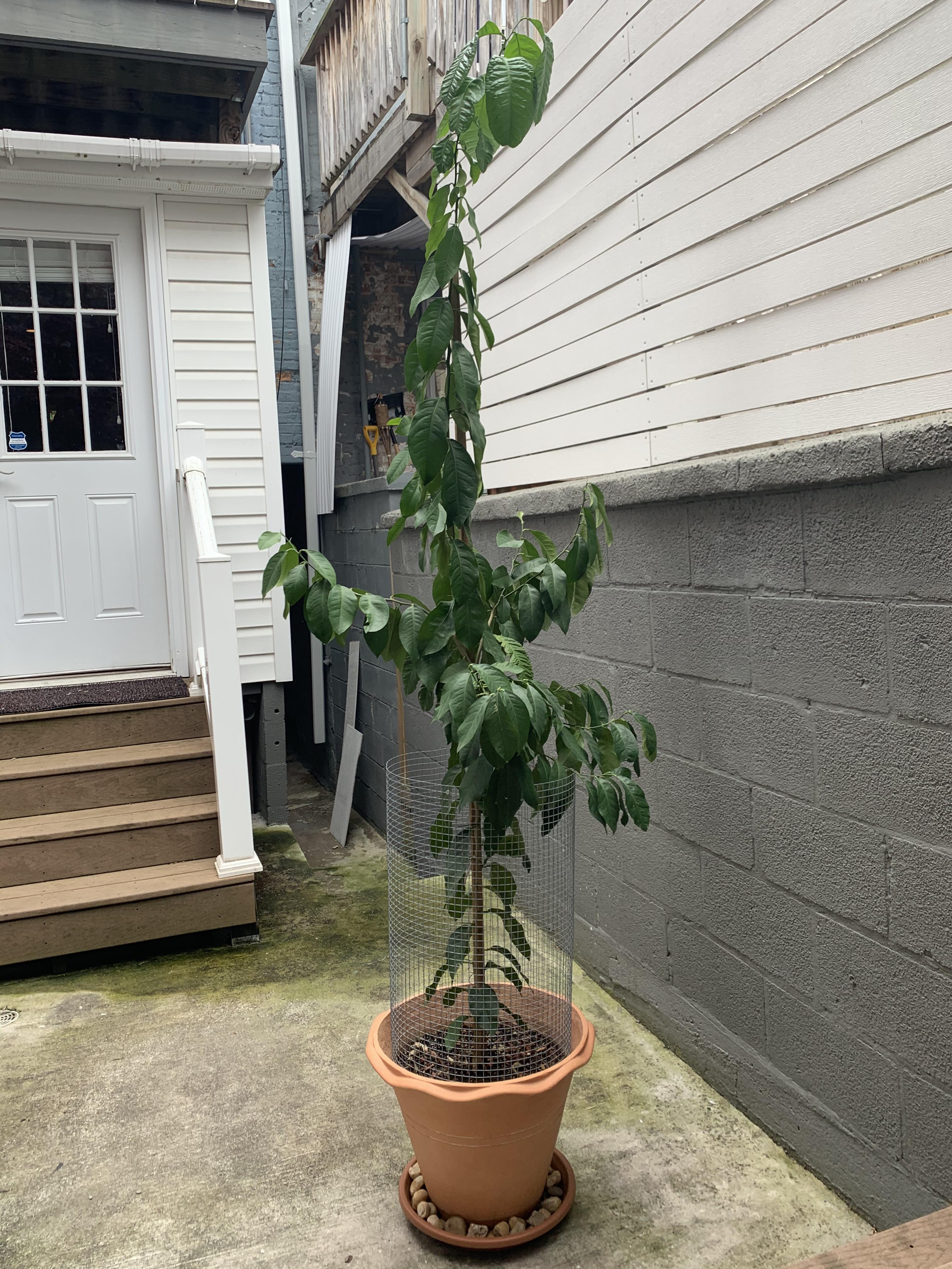 Is my 3yr old lemon tree mature? Can you help me ID what kind of lemon