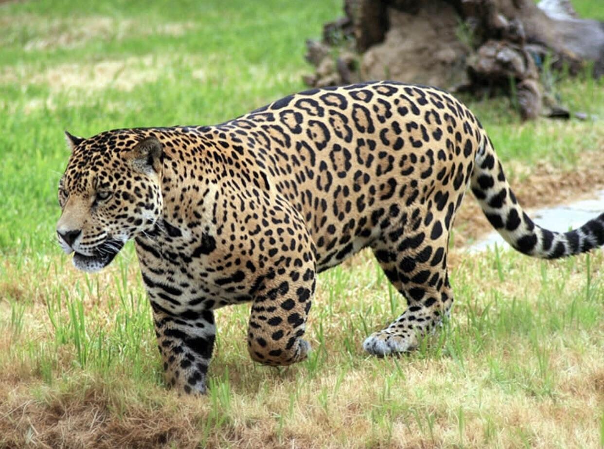 Thick Jaguar. The 3rd largest cat species in the world. natureismetal