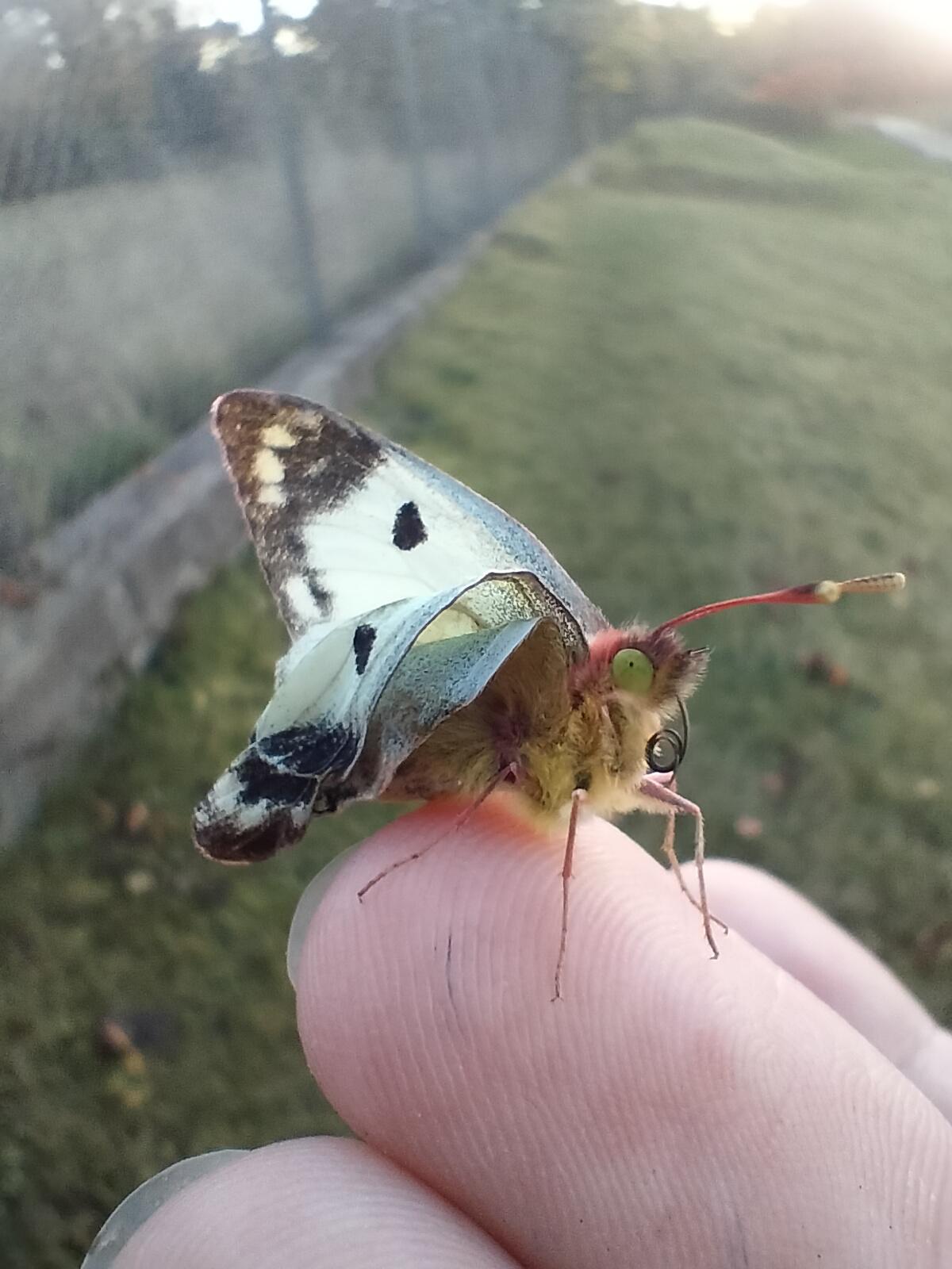 I found a butterfly with deformed wings on my walk today r