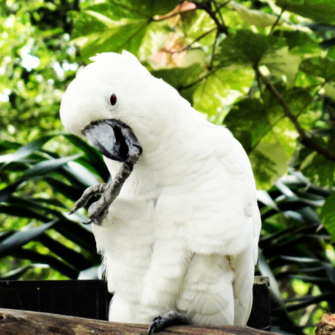 This Umbrella Cockatoo posed perfectly for me in Malaysia r/birding