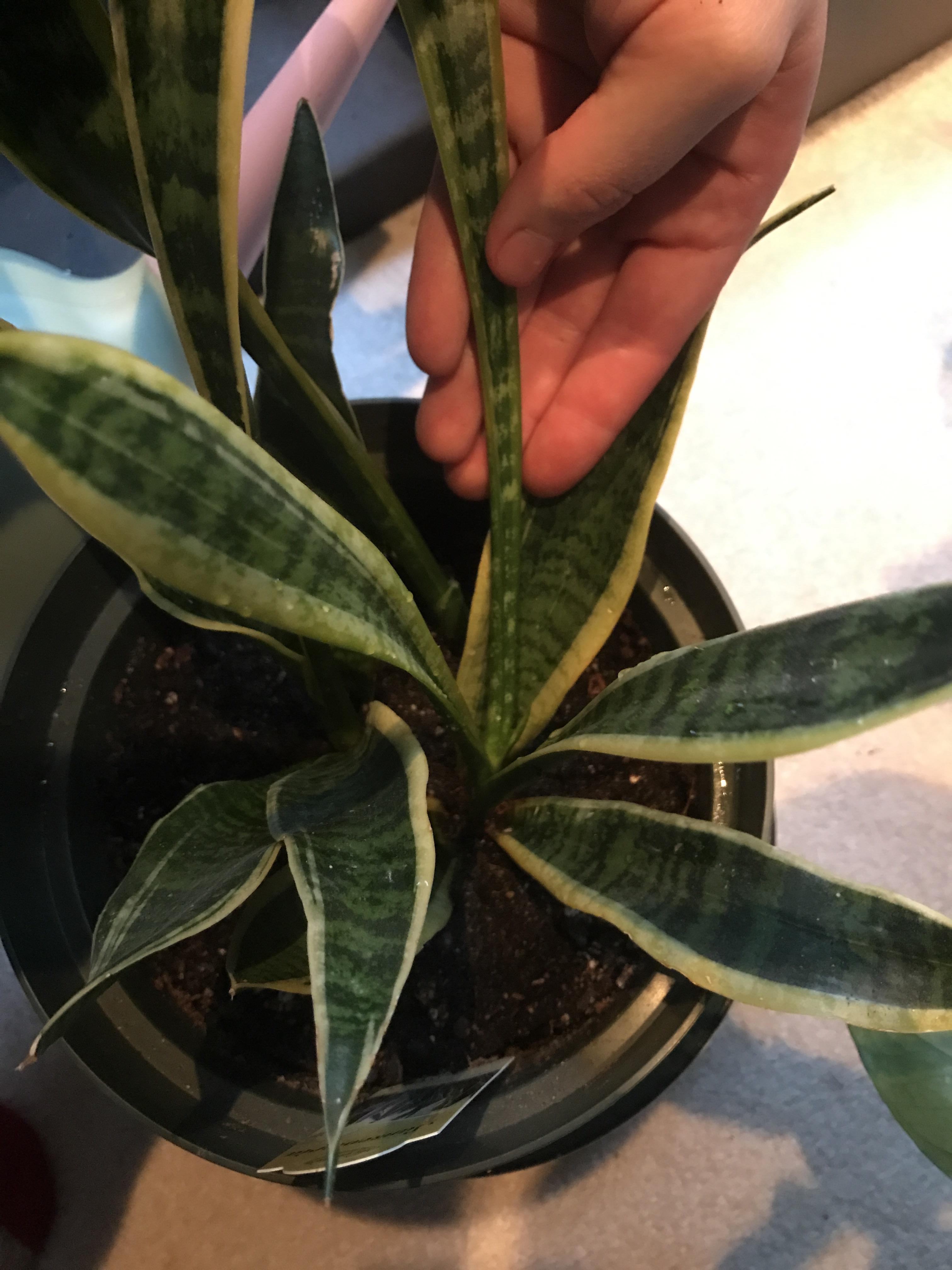 Why are my snake plant's new leaves so thin? Is this normal and will