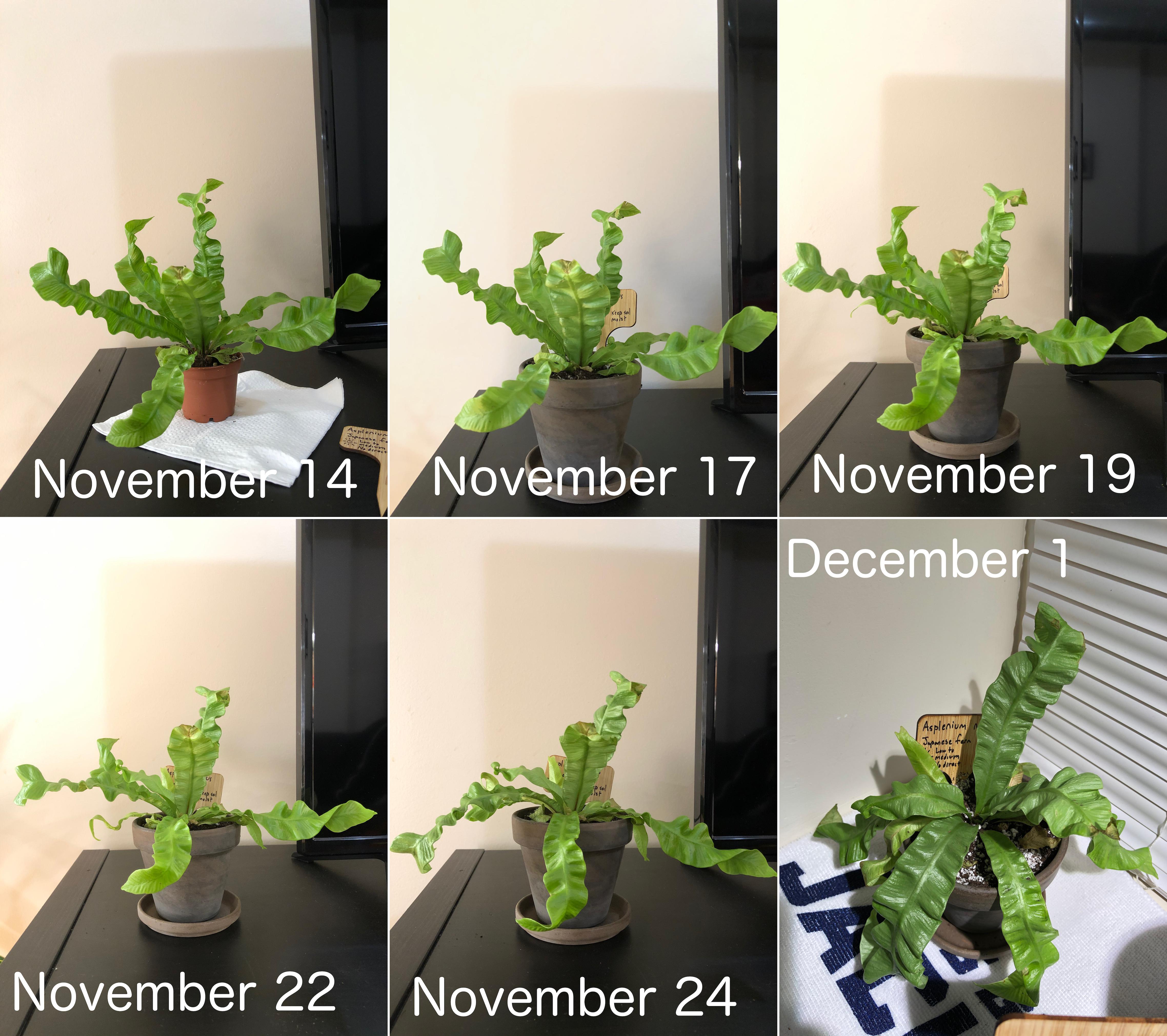 Fern (Asplenium nidus Crispy Wave Japanese fern) was happy but in tiny