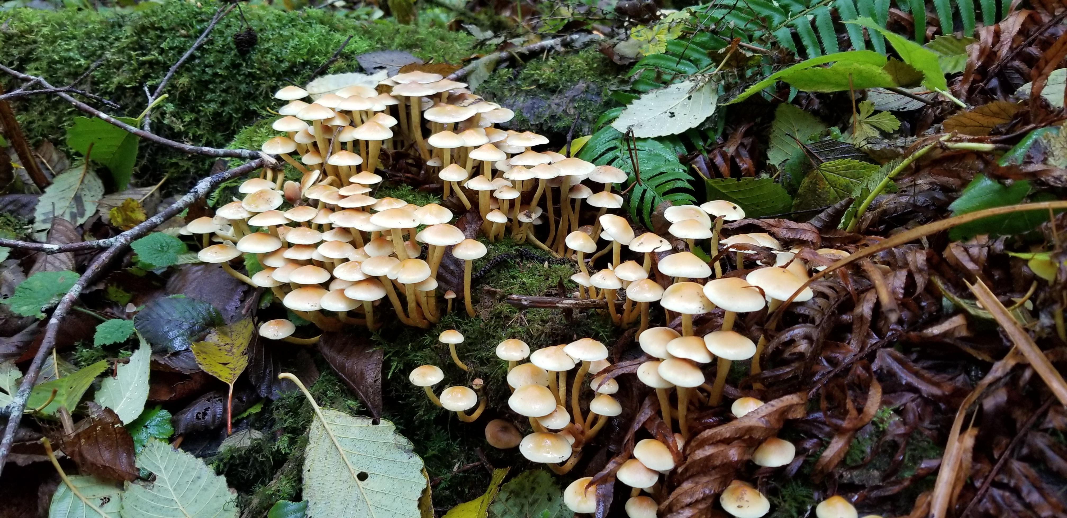 These glow green under black light r/mycology