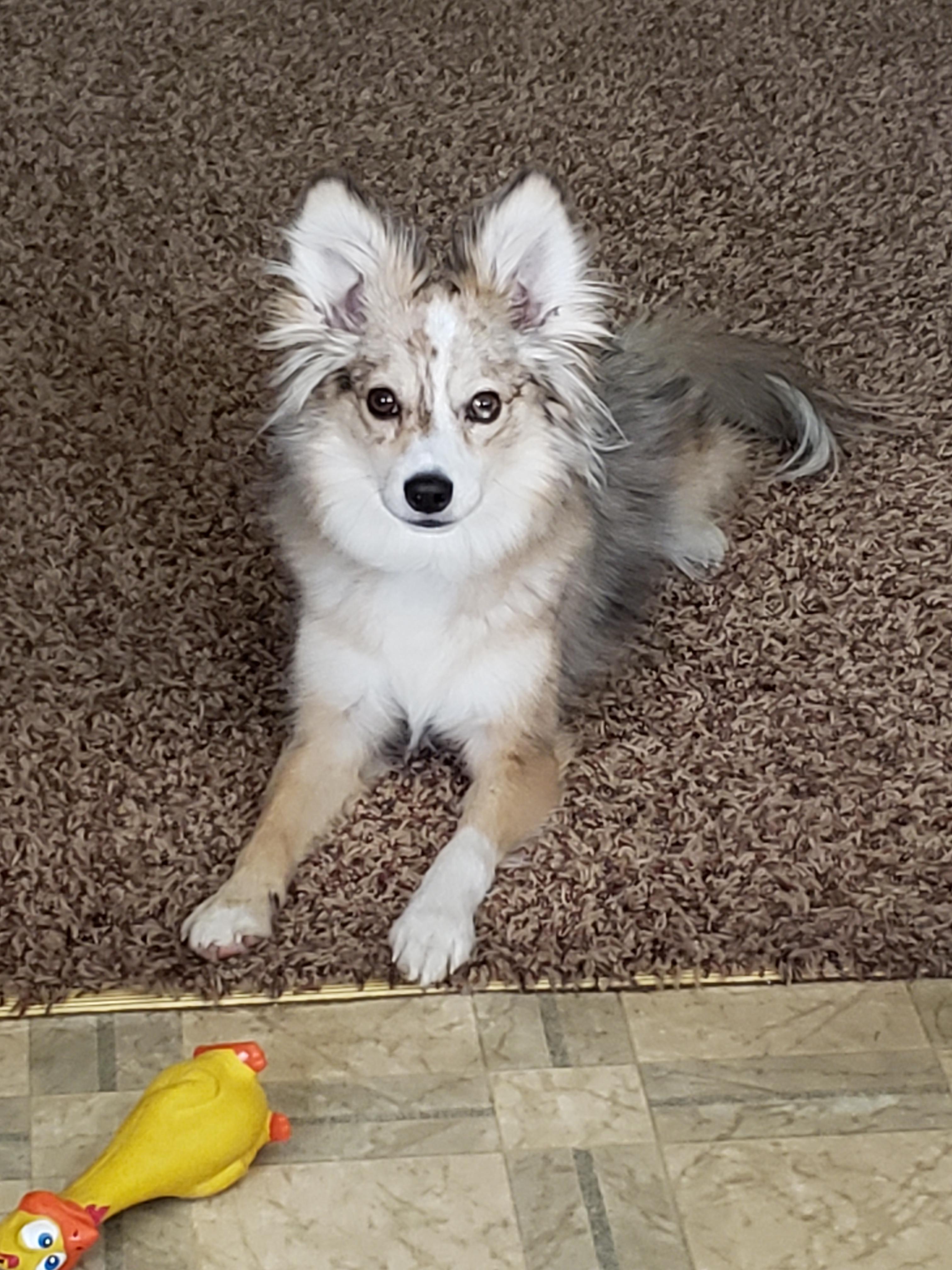 Mini Aussie Eskimo For Sale Off 55% - Canerofset.com