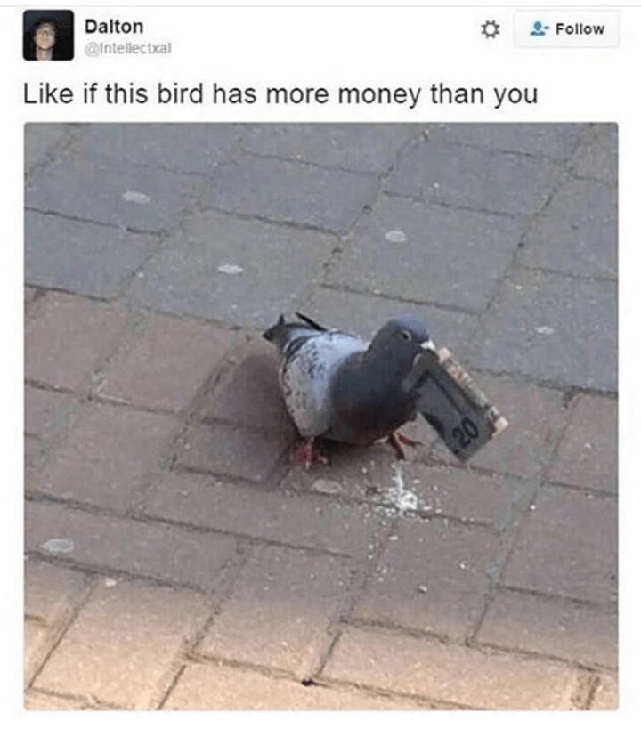 Upvote if this bird has more money than you r/sad