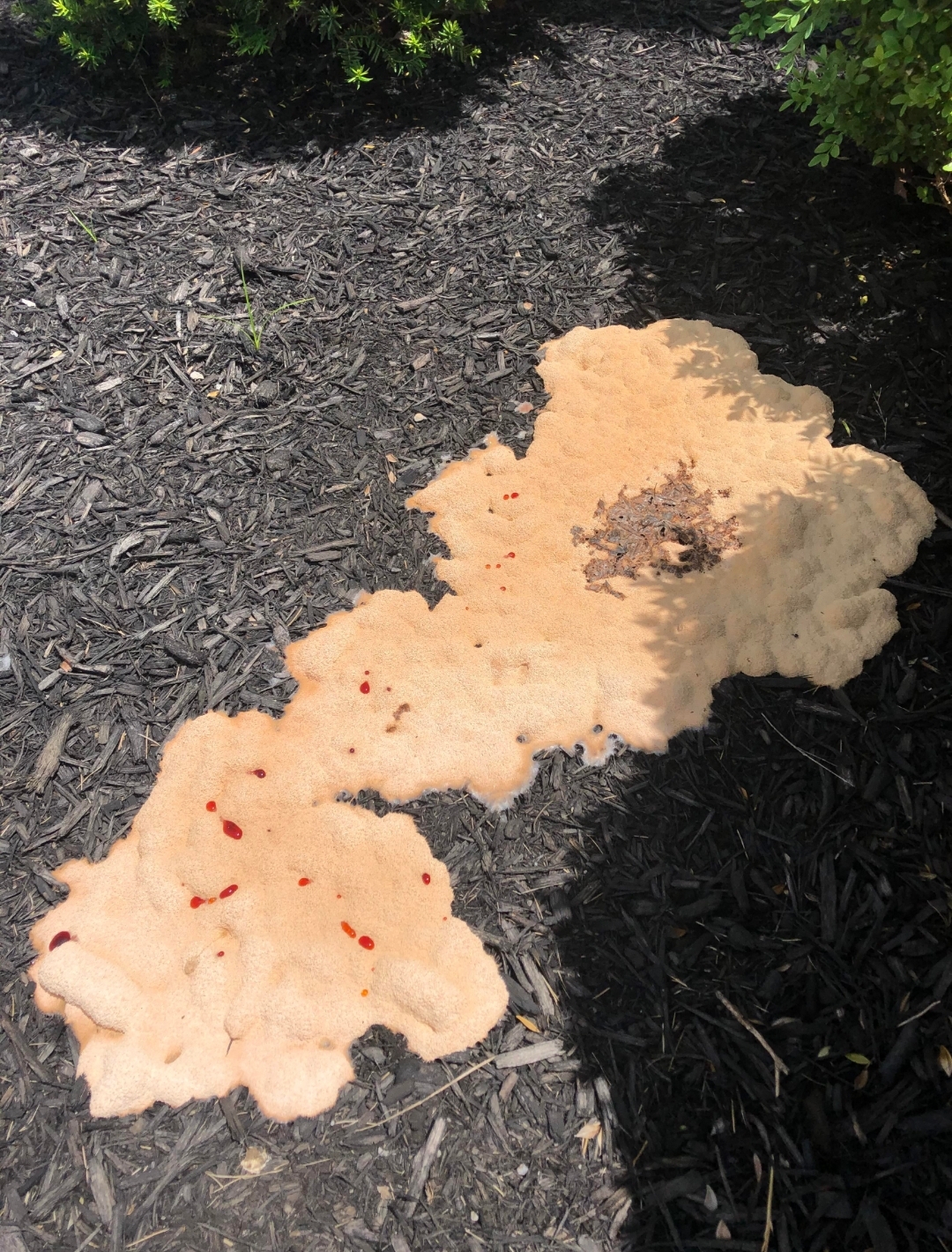 Dog vomit slime fungus r/mycology