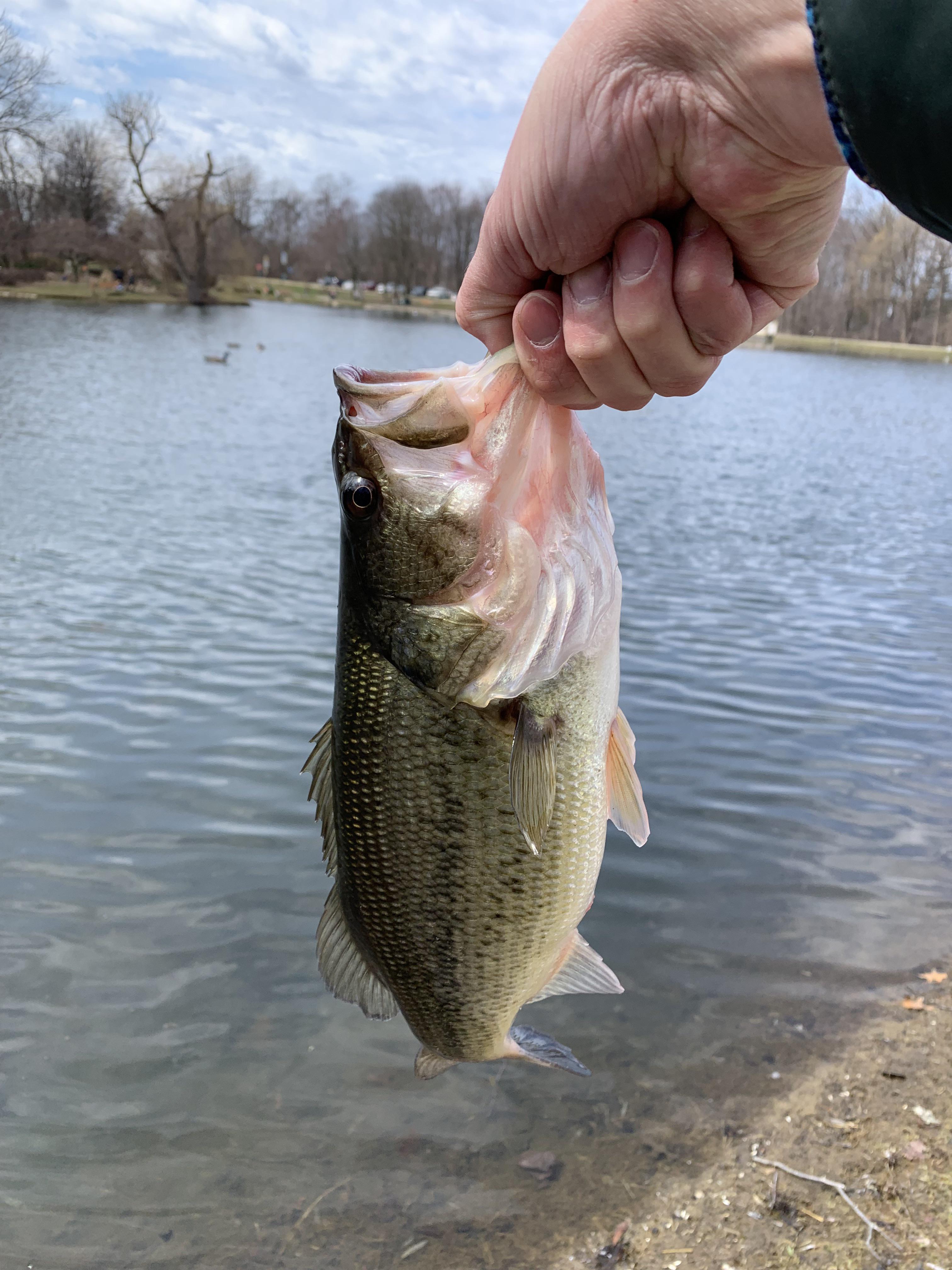 The fish are finally biting in Michigan! First LMB of the year! r/Fishing