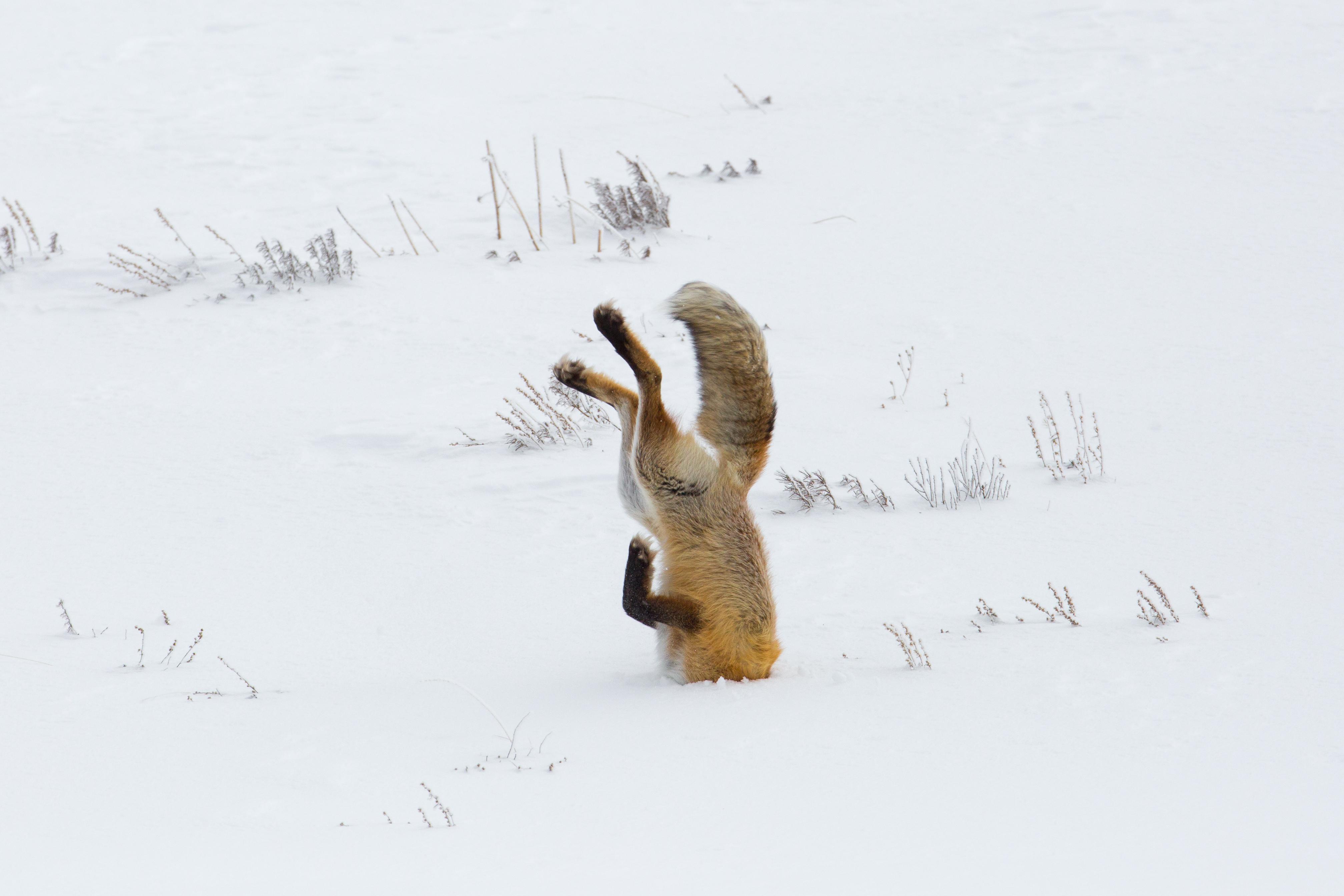 Red fox hunting in Hayden Valley, Yellowstone National Park, United