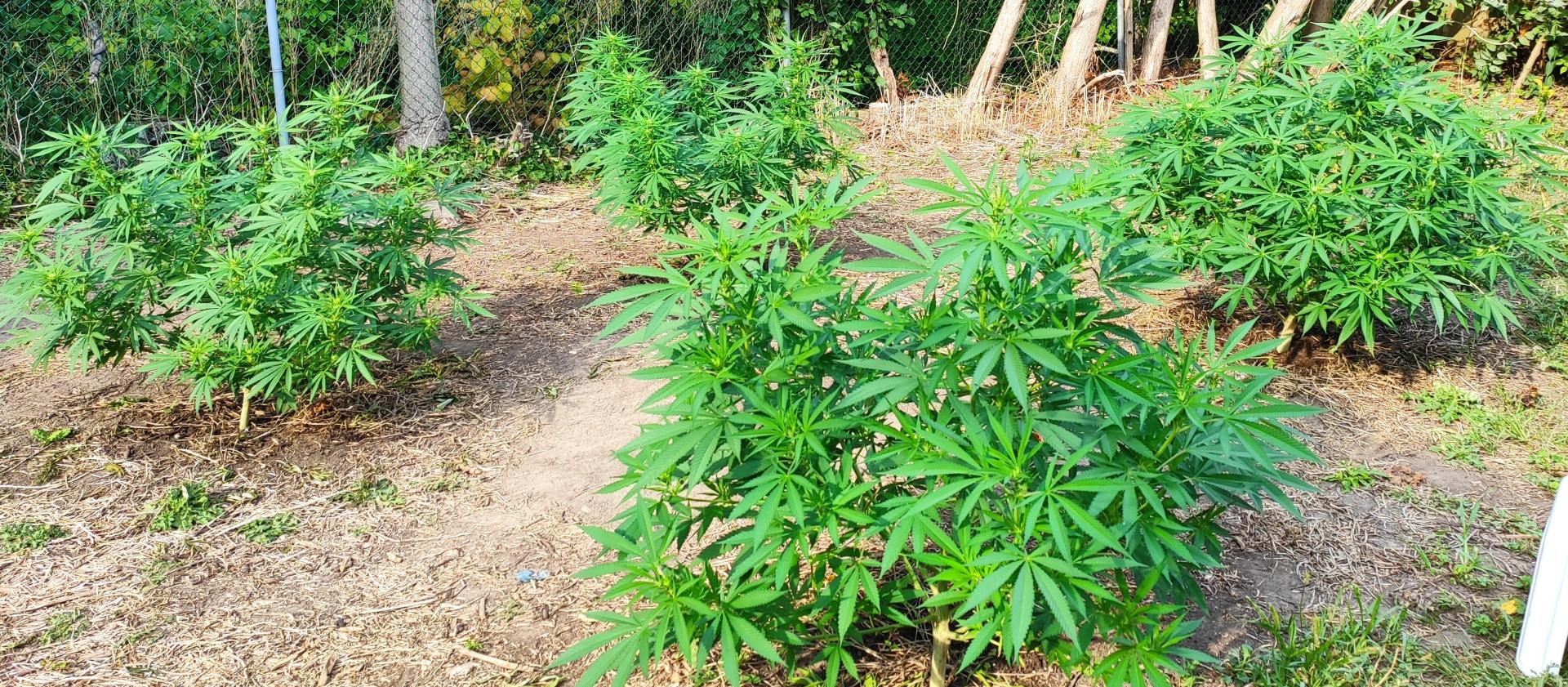 Nicest plants I've ever grown r/canadagrows