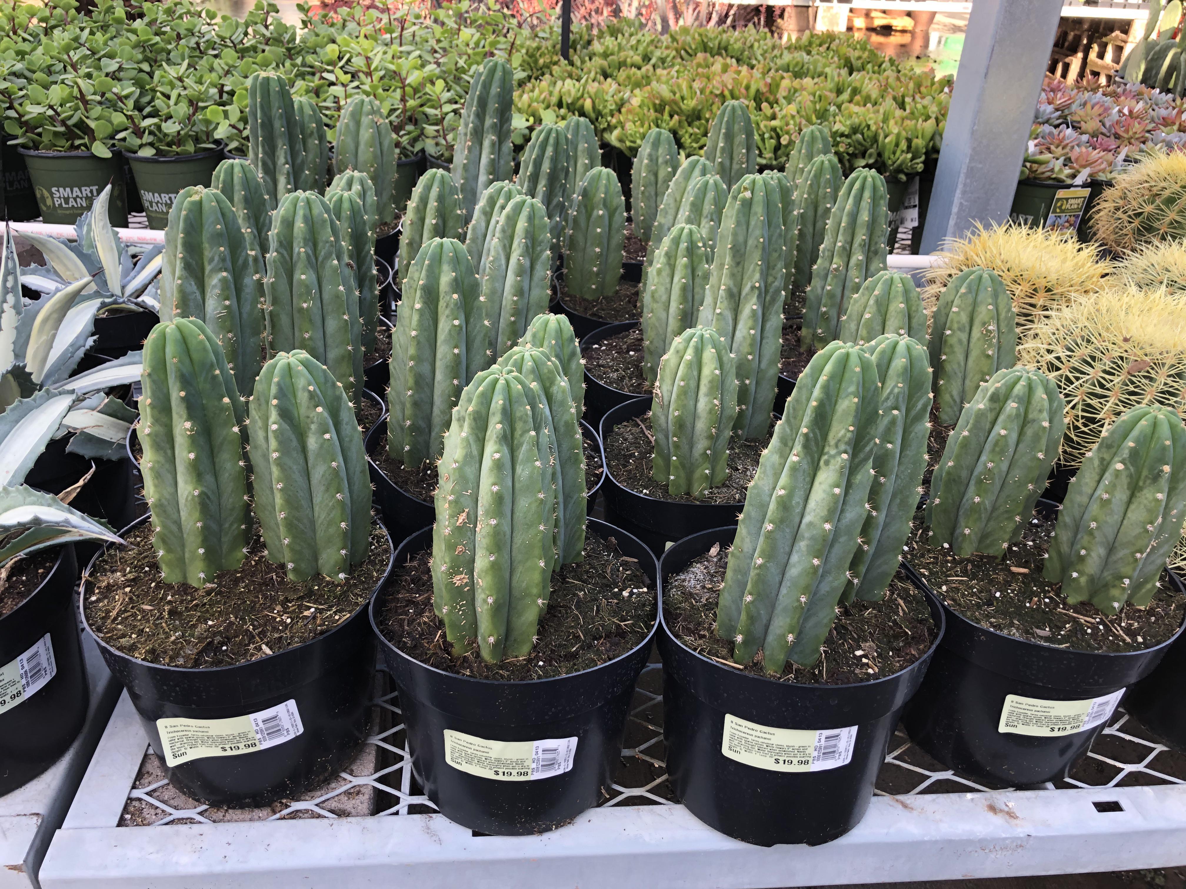 Are these a good price at 20 (Arizona Home Depot) r/cactus