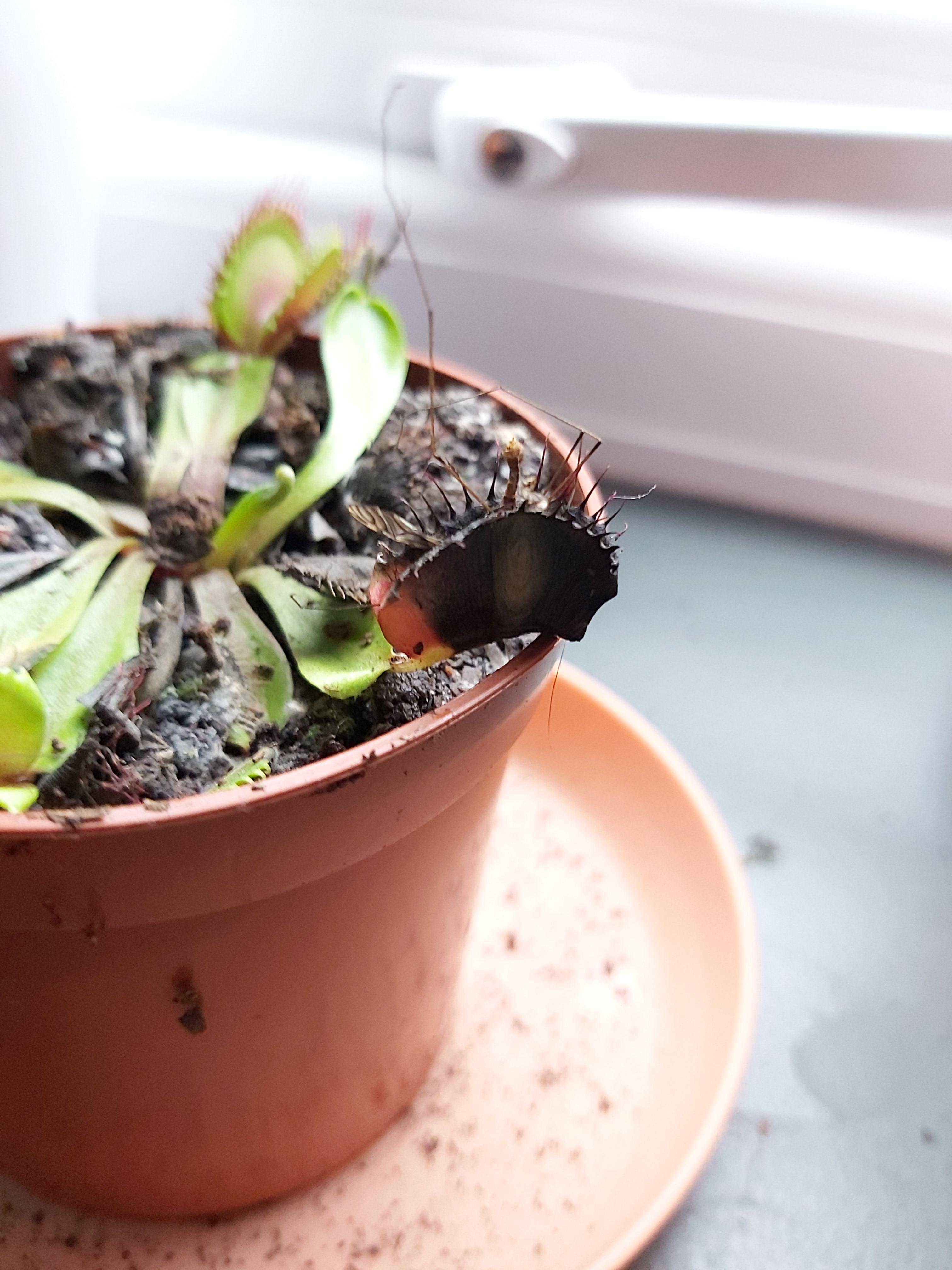 My venus fly trap ate an insect and now looks like this.. is he okay