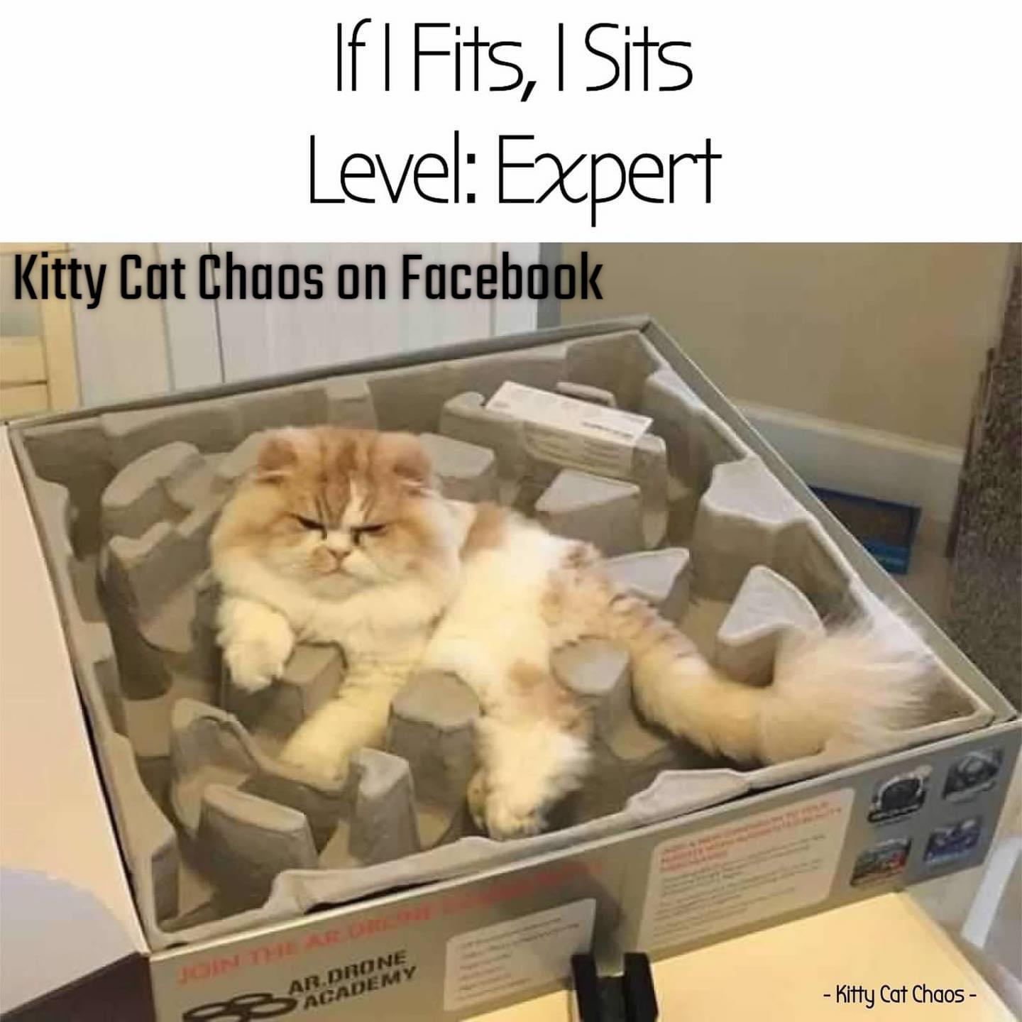 If I Fits, I Sits. Level Expert r/Catmemes
