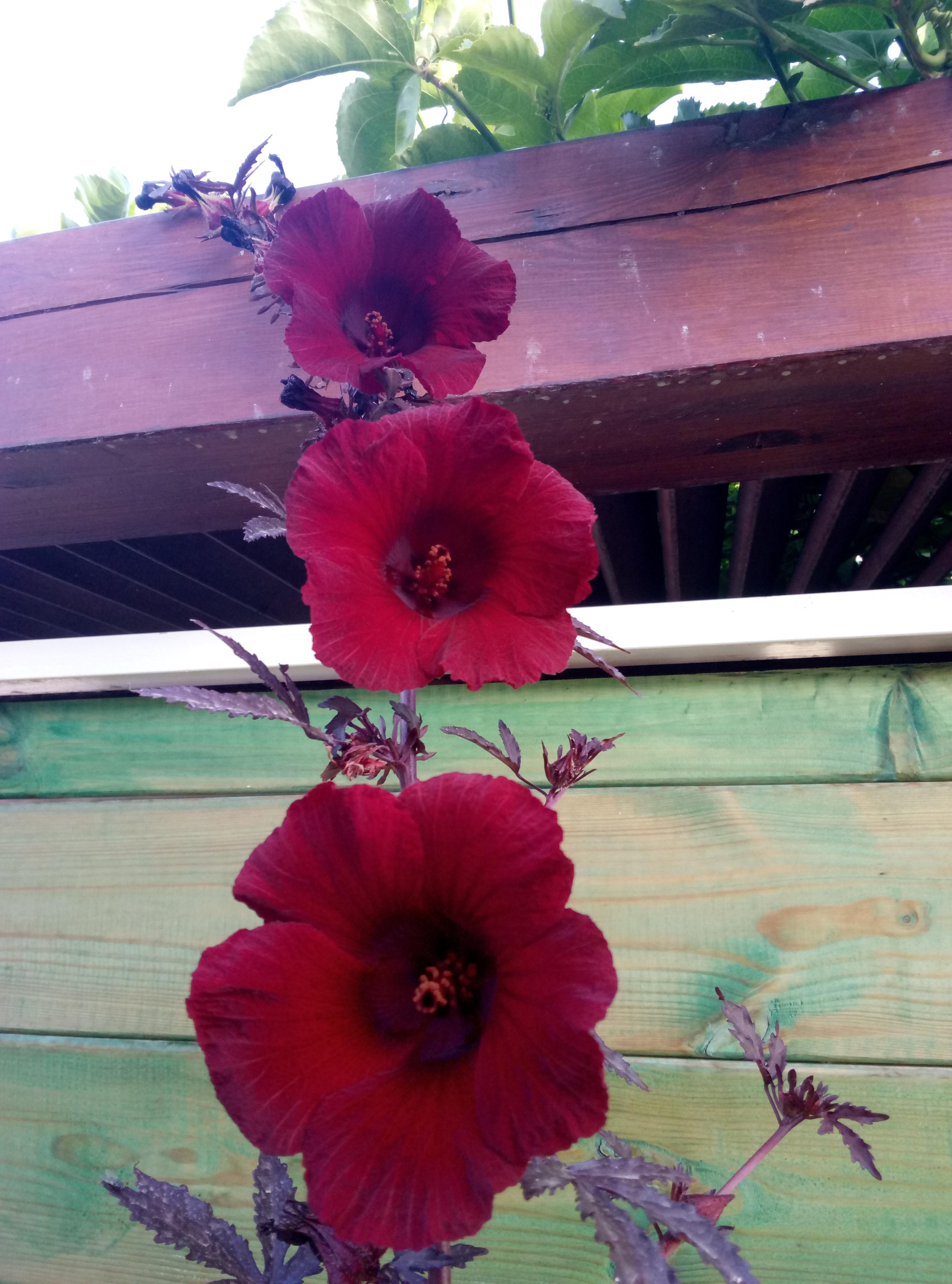 My Hibiscus Acetosella 😍 r/gardening