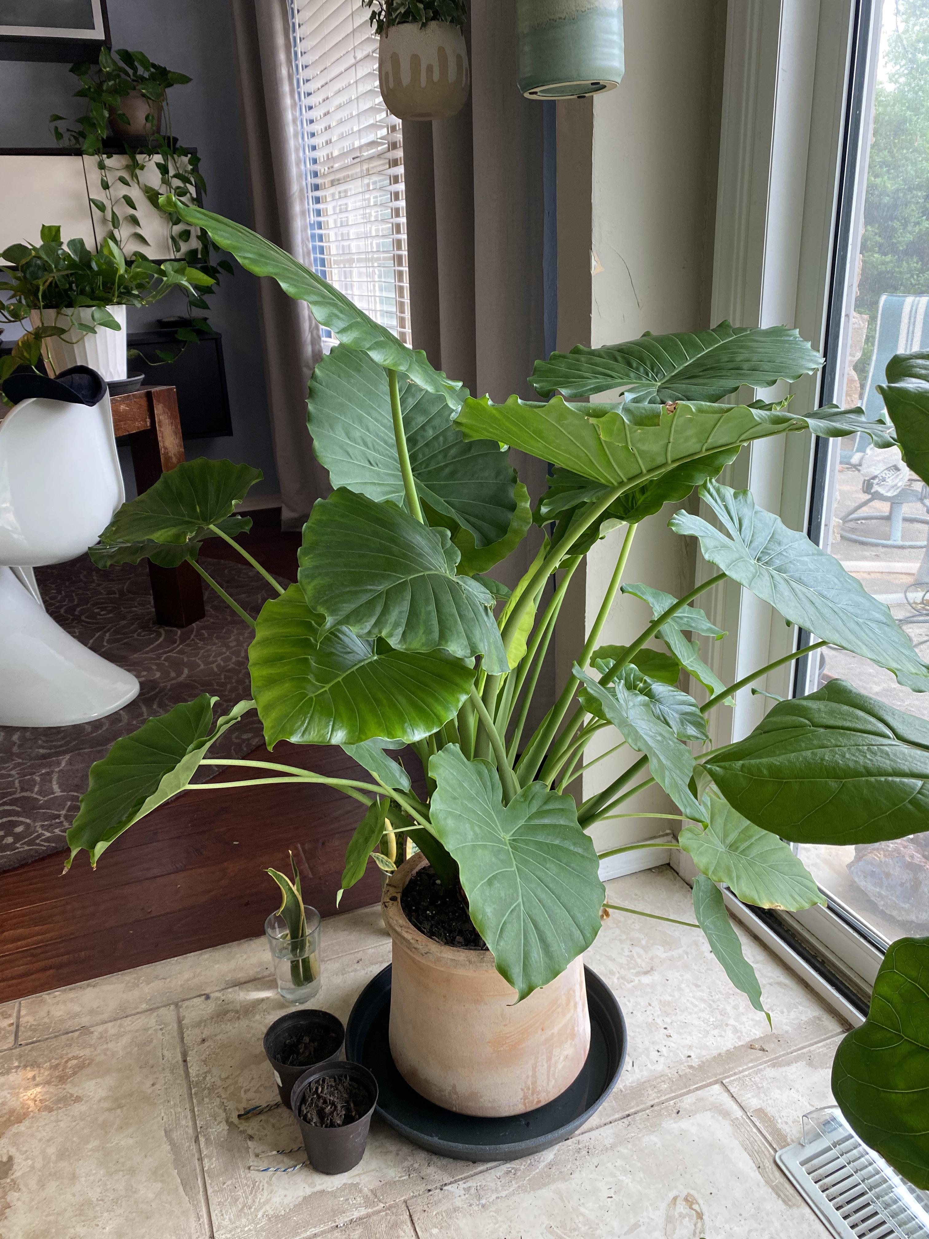 How often should I rotate this alocasia? r/plants