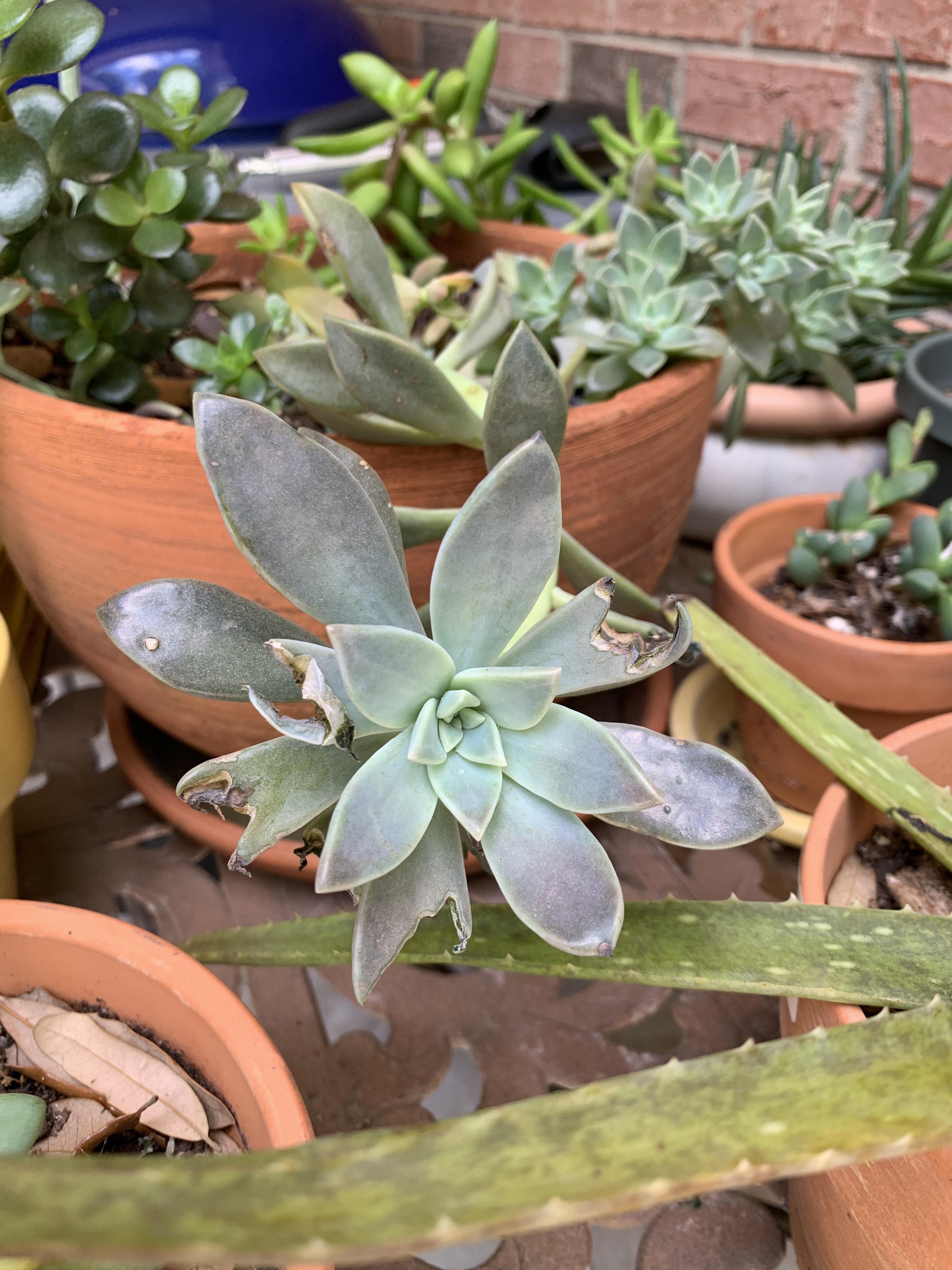 Something is eating my plants! Does anybody know what it is or what I