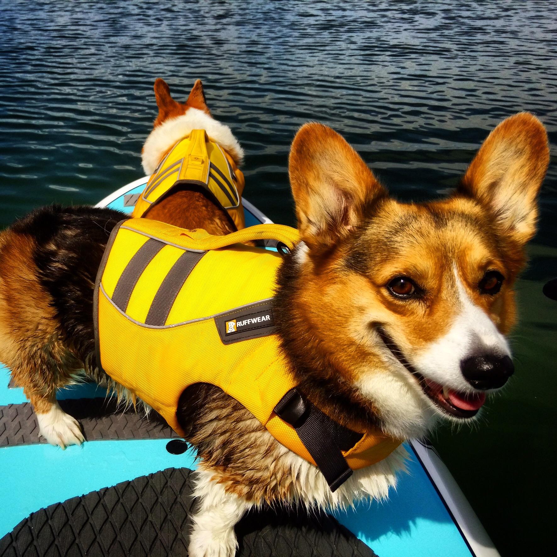 My go paddle boarding with me. This one loves it!