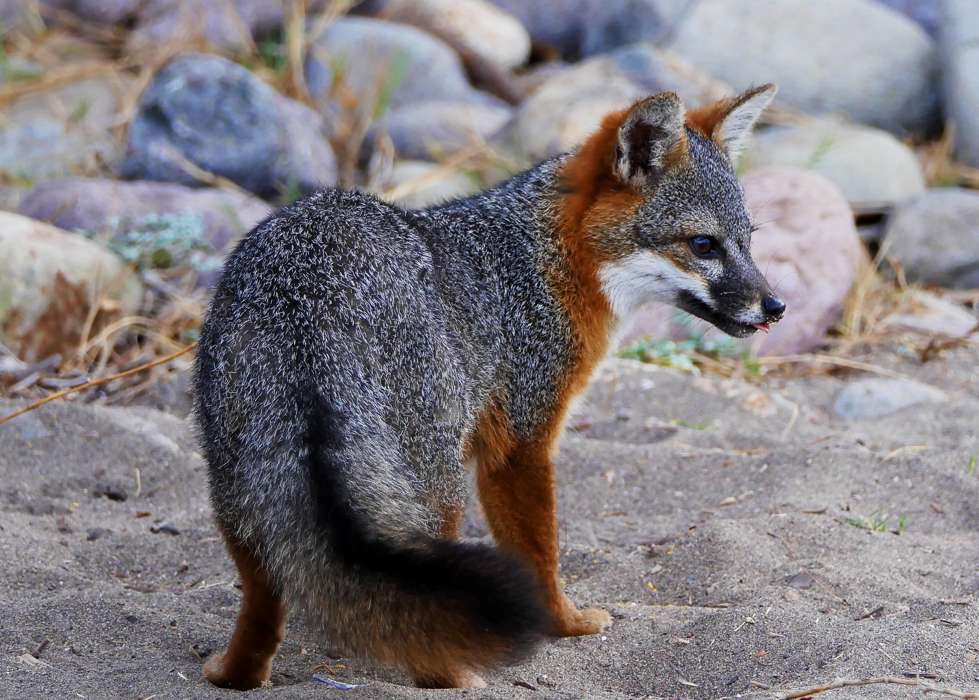 There’s a species of fox that only lives on California’s Channel
