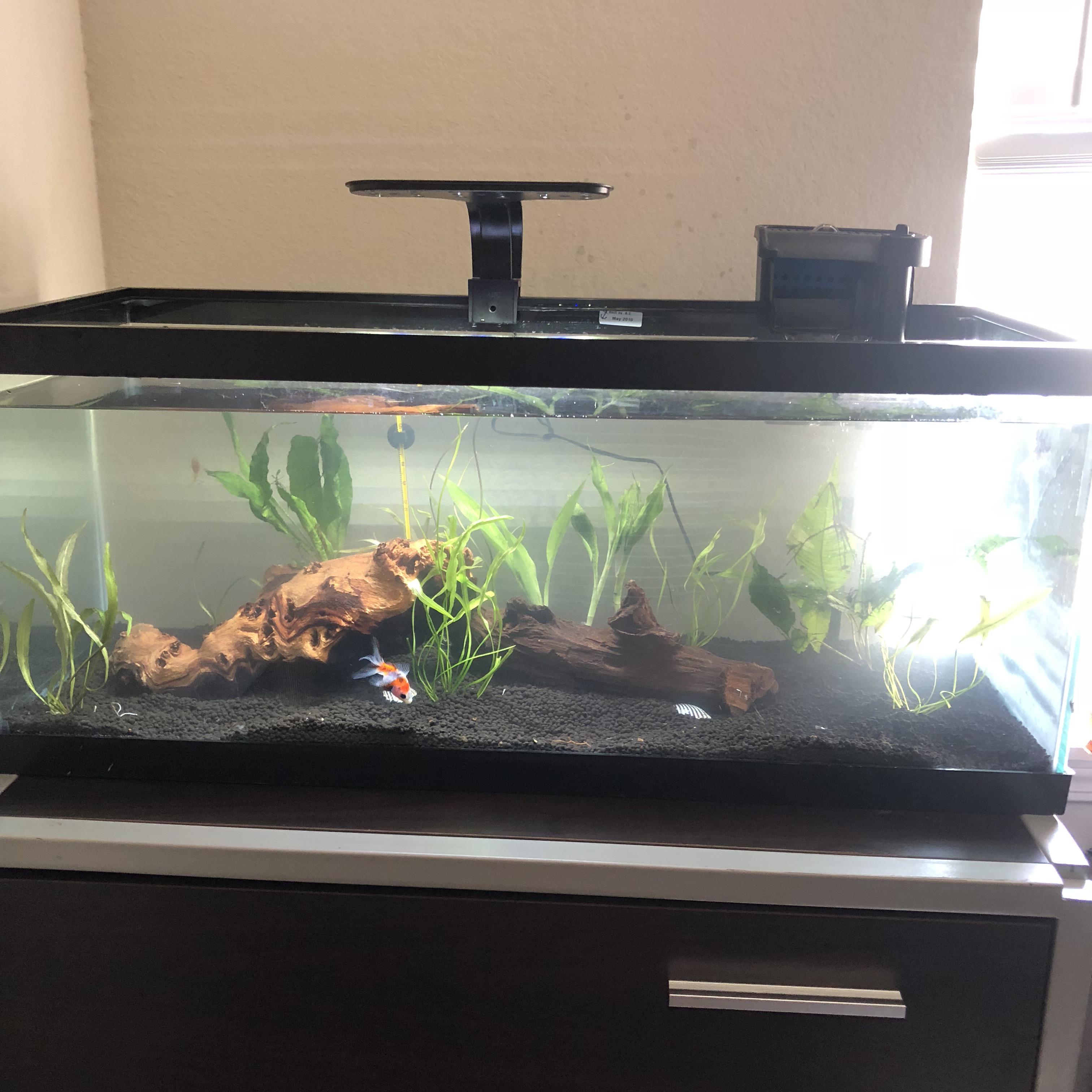 Upgraded to a new apartment so I thought my fish could use an upgrade