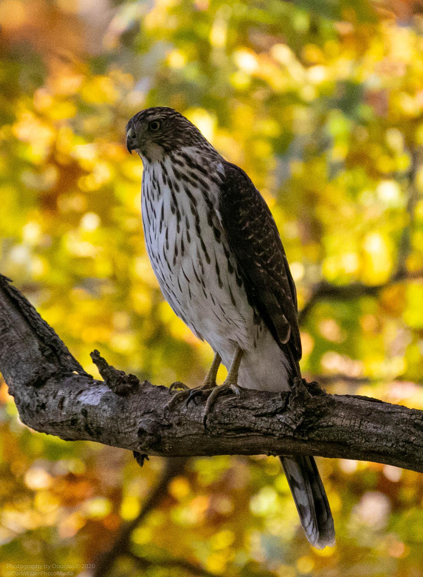 Juvenile Cooper's Hawk High Park, West Ravine. Toronto. r/toronto