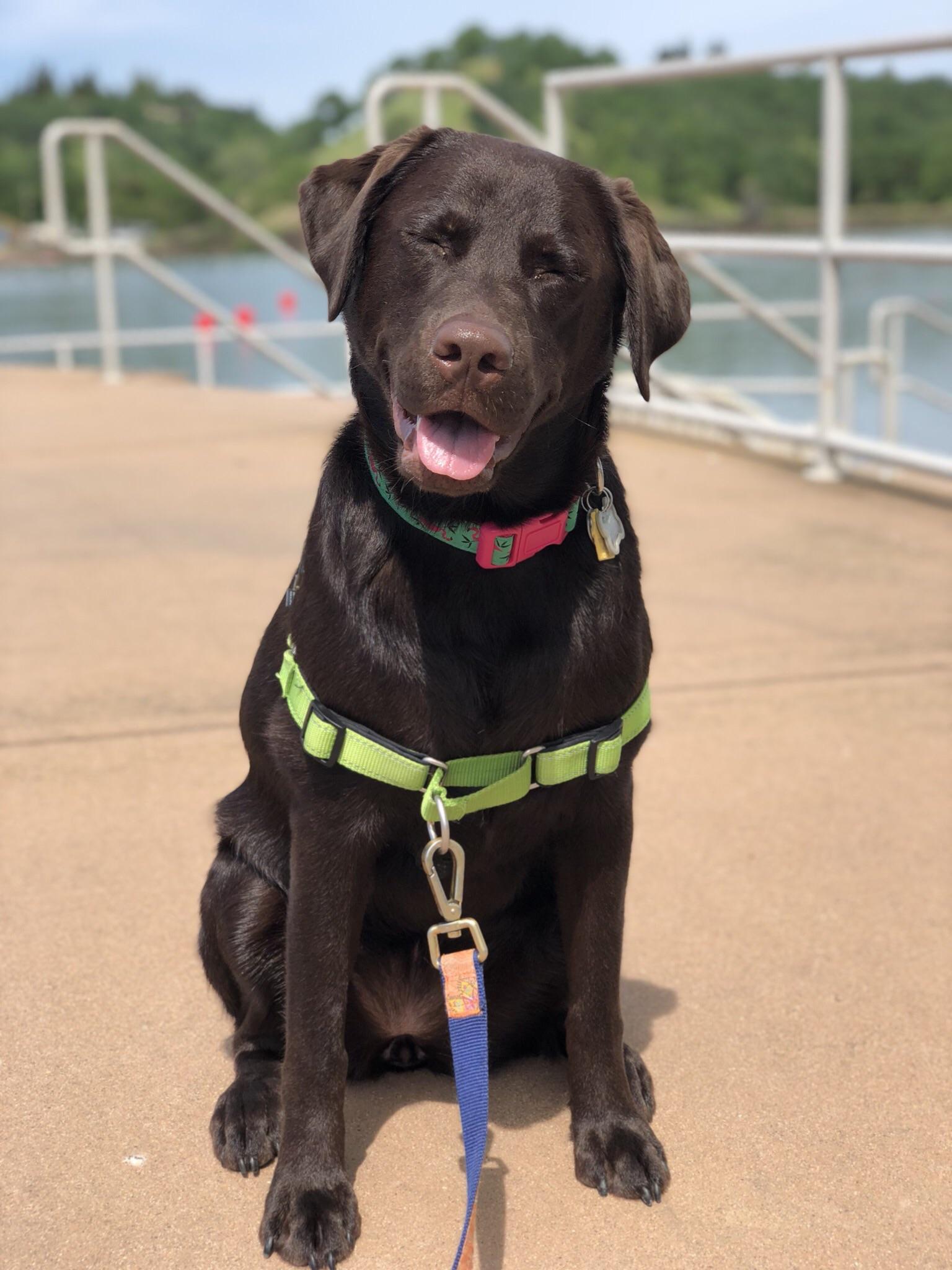 This is Spot. First walk after 2 weeks of bed rest and couldn’t be