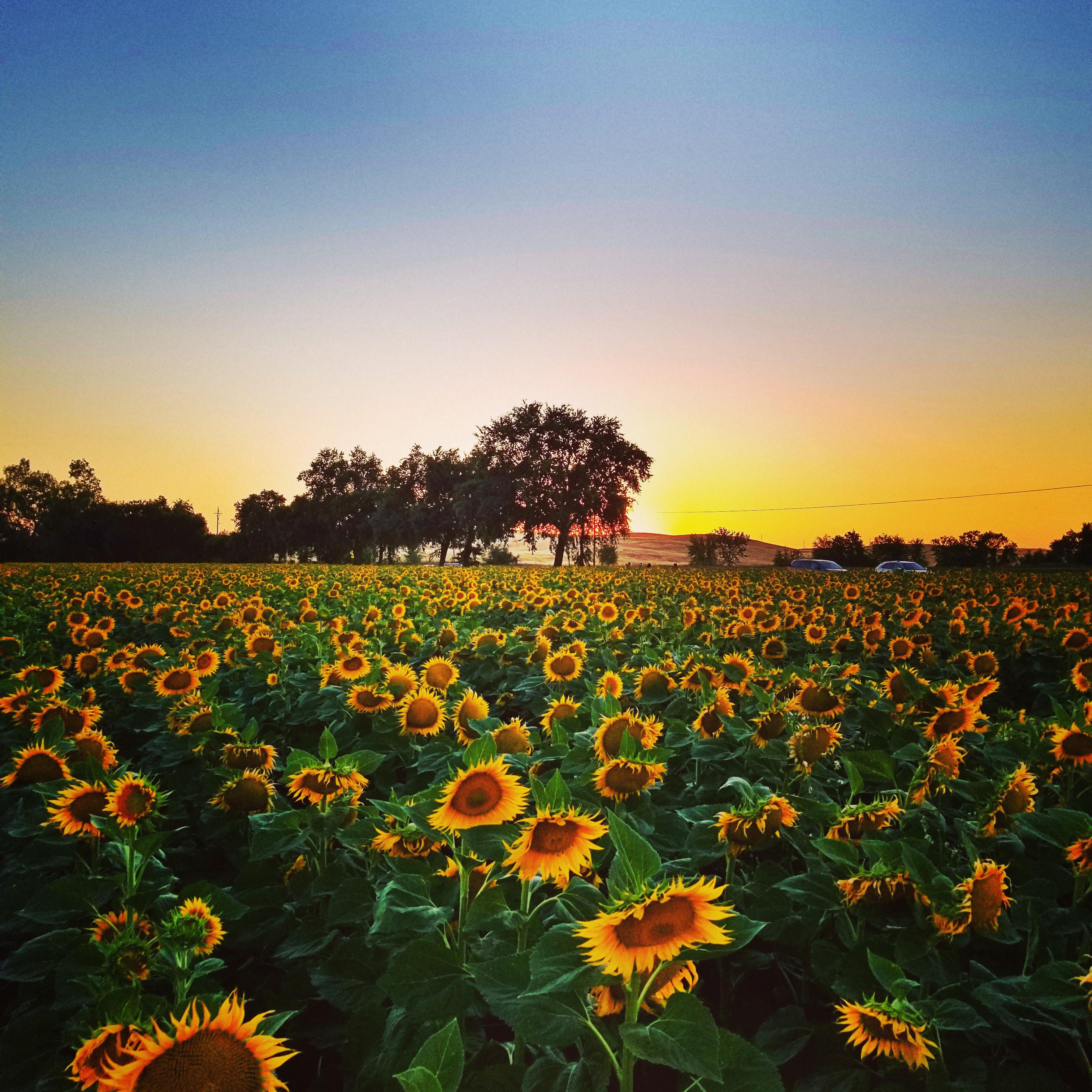 Beautiful sunflowers in Woodland r/Sacramento