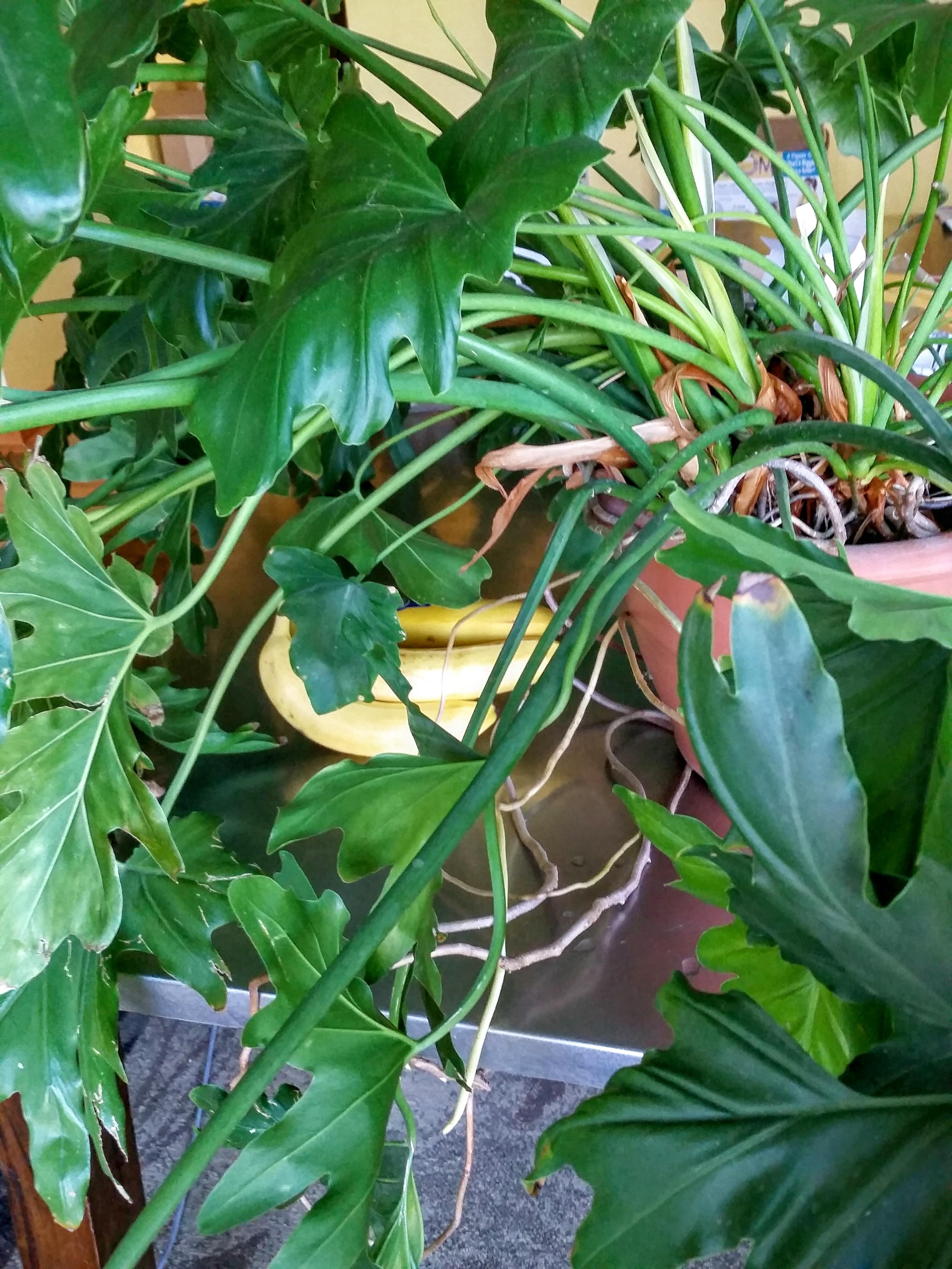 How to care for new (to me) split leaf philodendron?