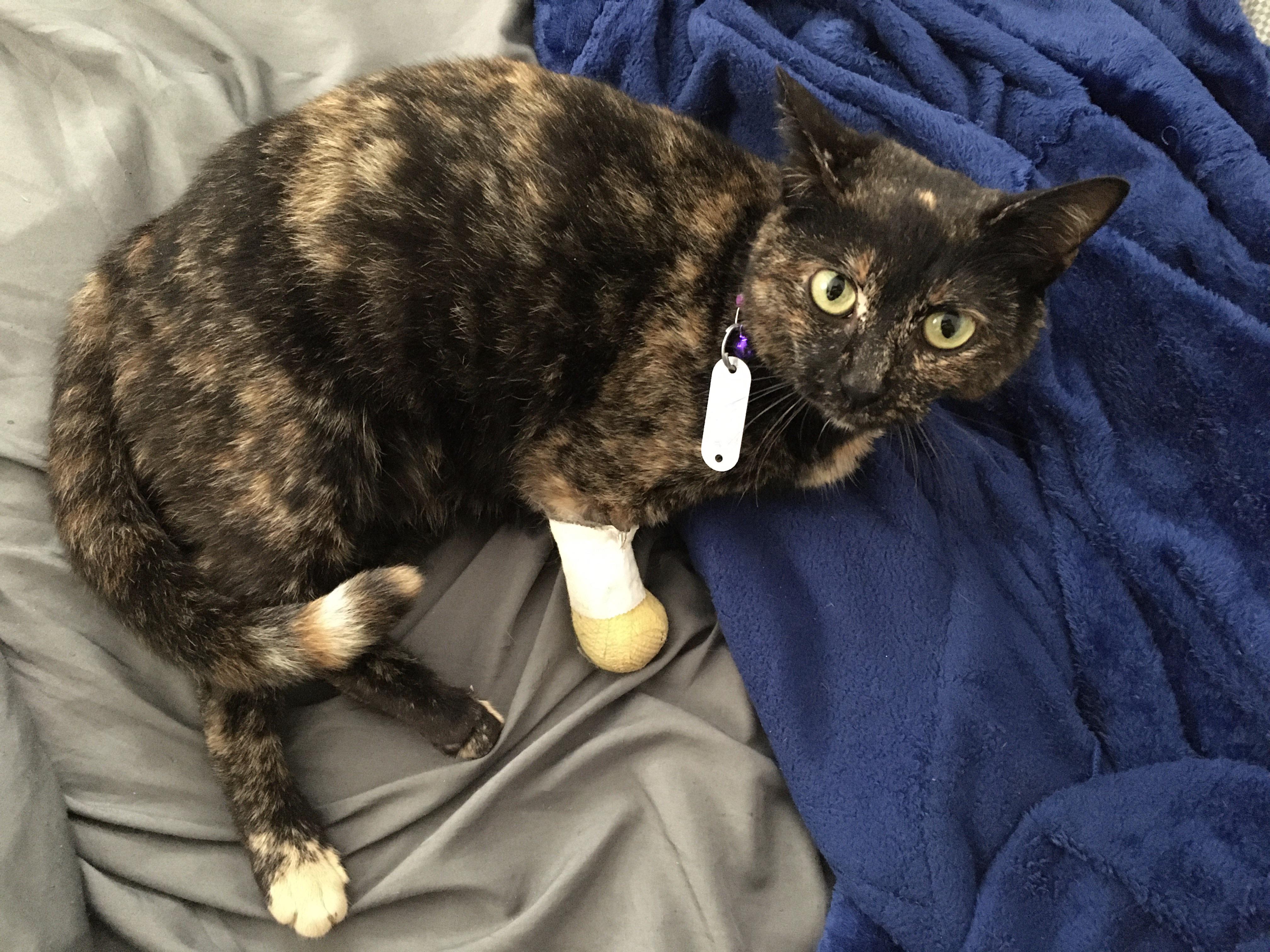 UPDATE Posted last week about a momma stray with an infected paw that