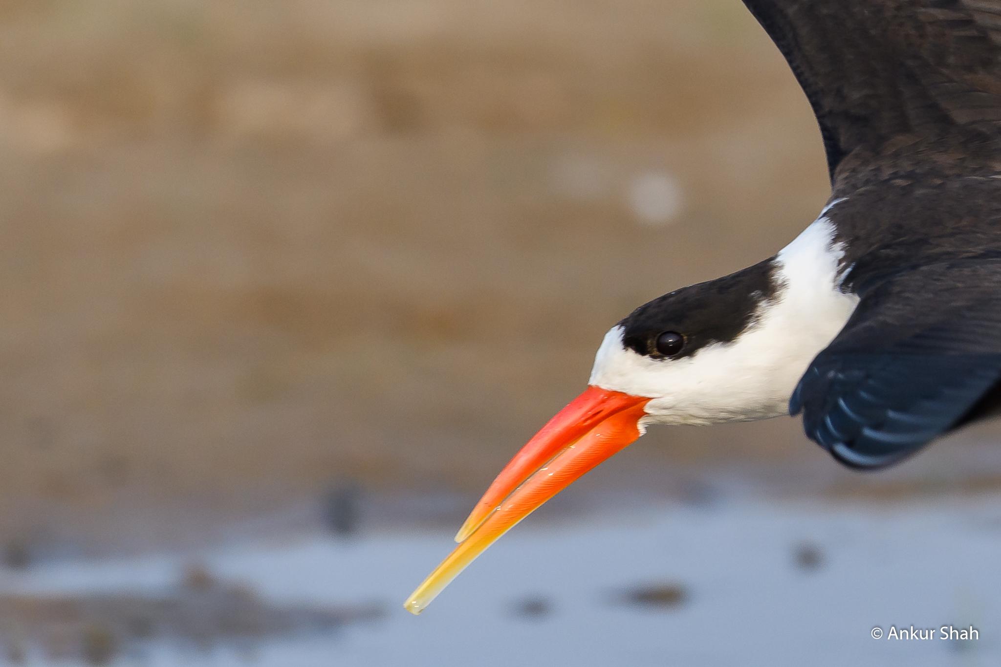 Indian "Scissorbill" Skimmer r/naturepics