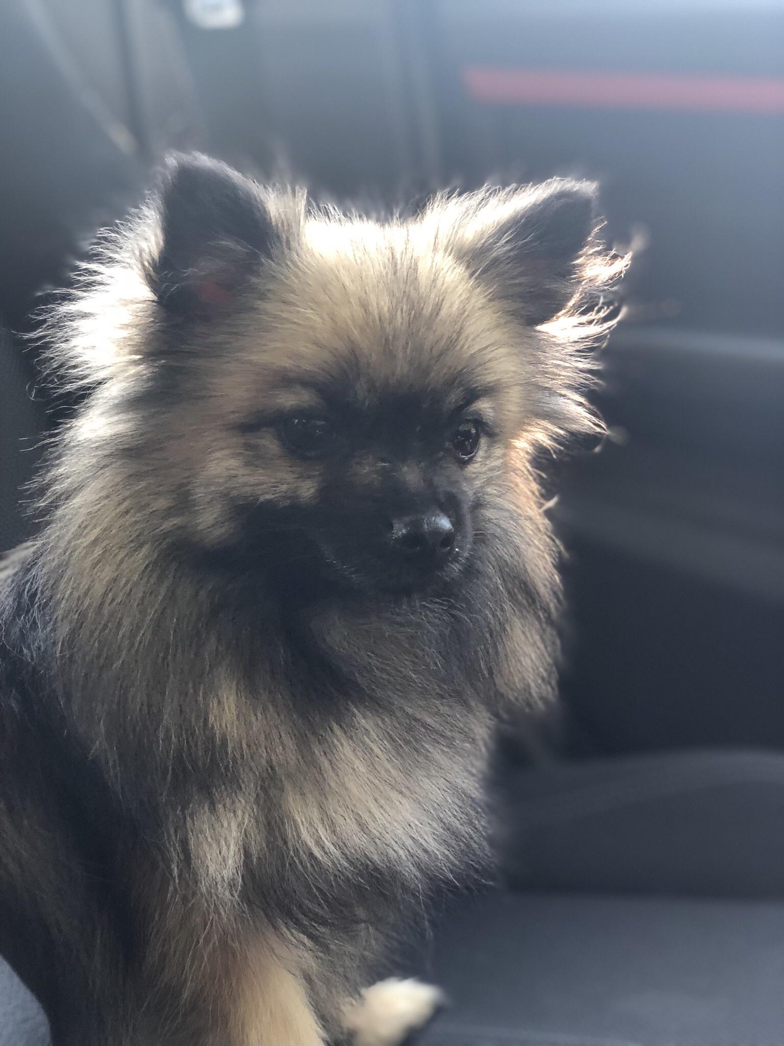 Not as fluffy as some others but she’s still adorable r/Pomeranians
