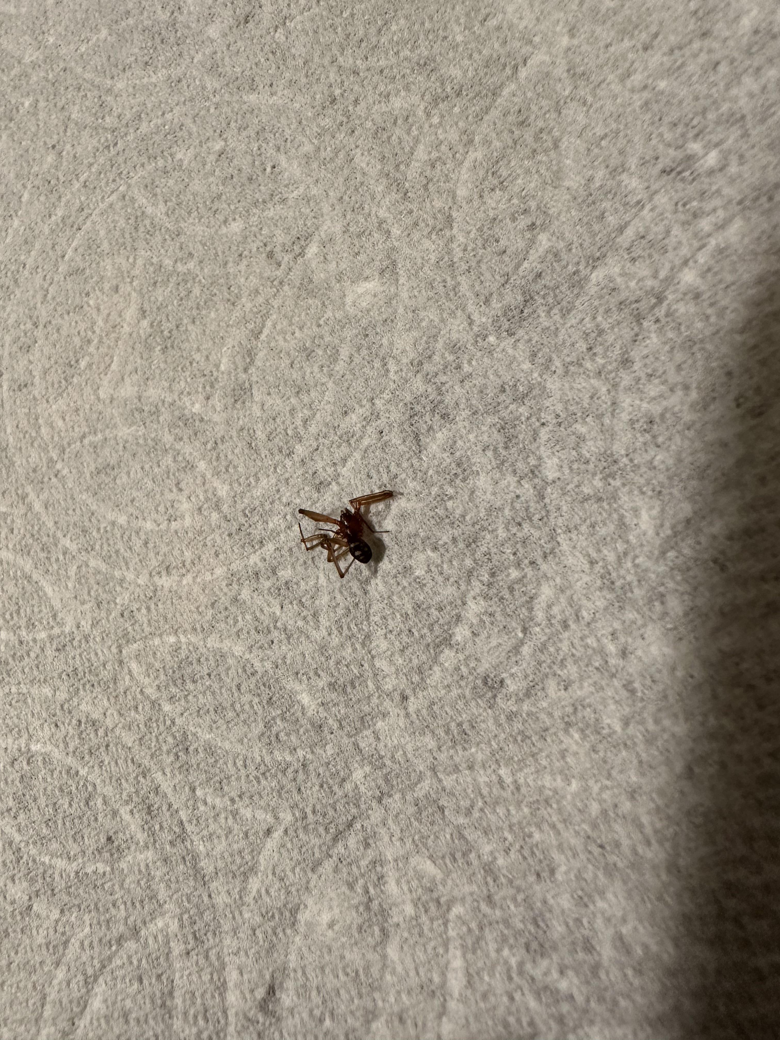 Is this a brown recluse? I’m in California near Stockton r/spiders