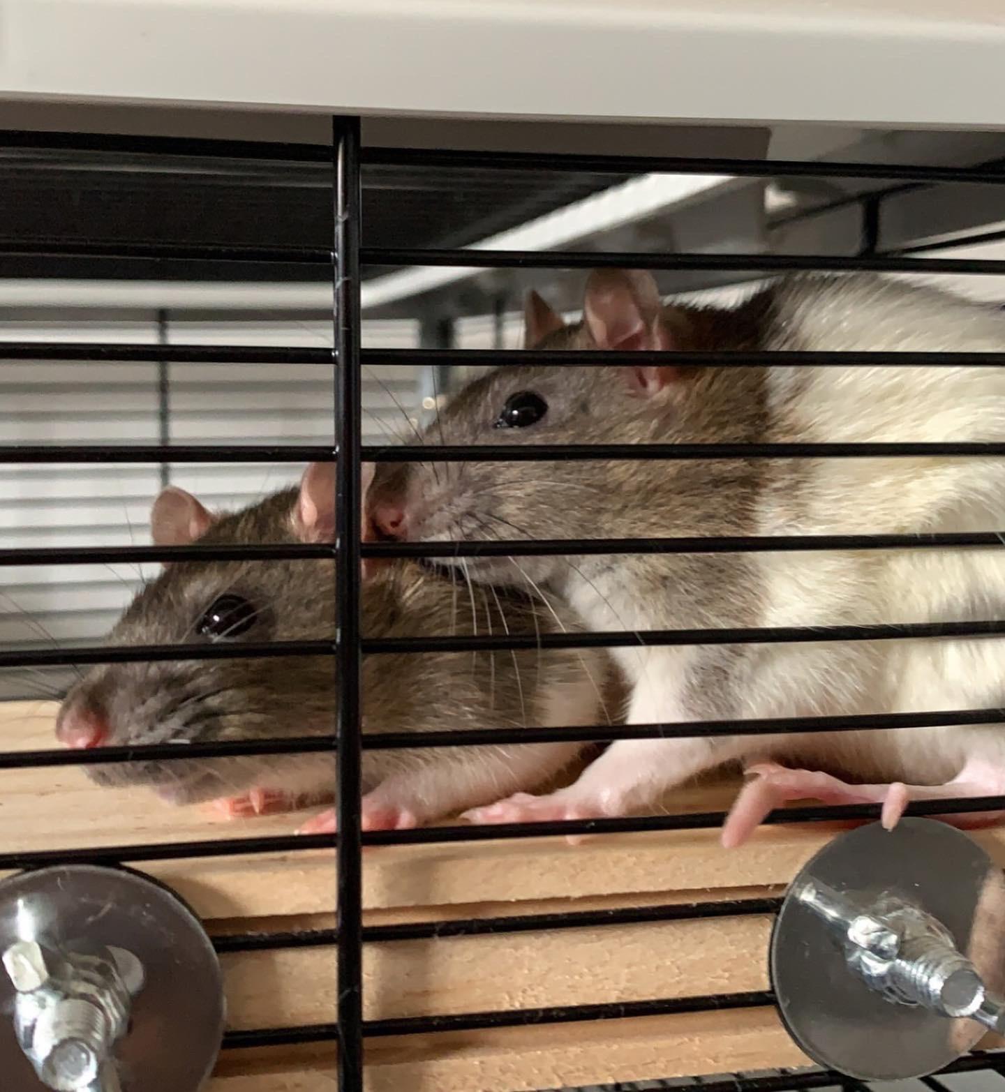 Salt & Pepper ) r/RATS