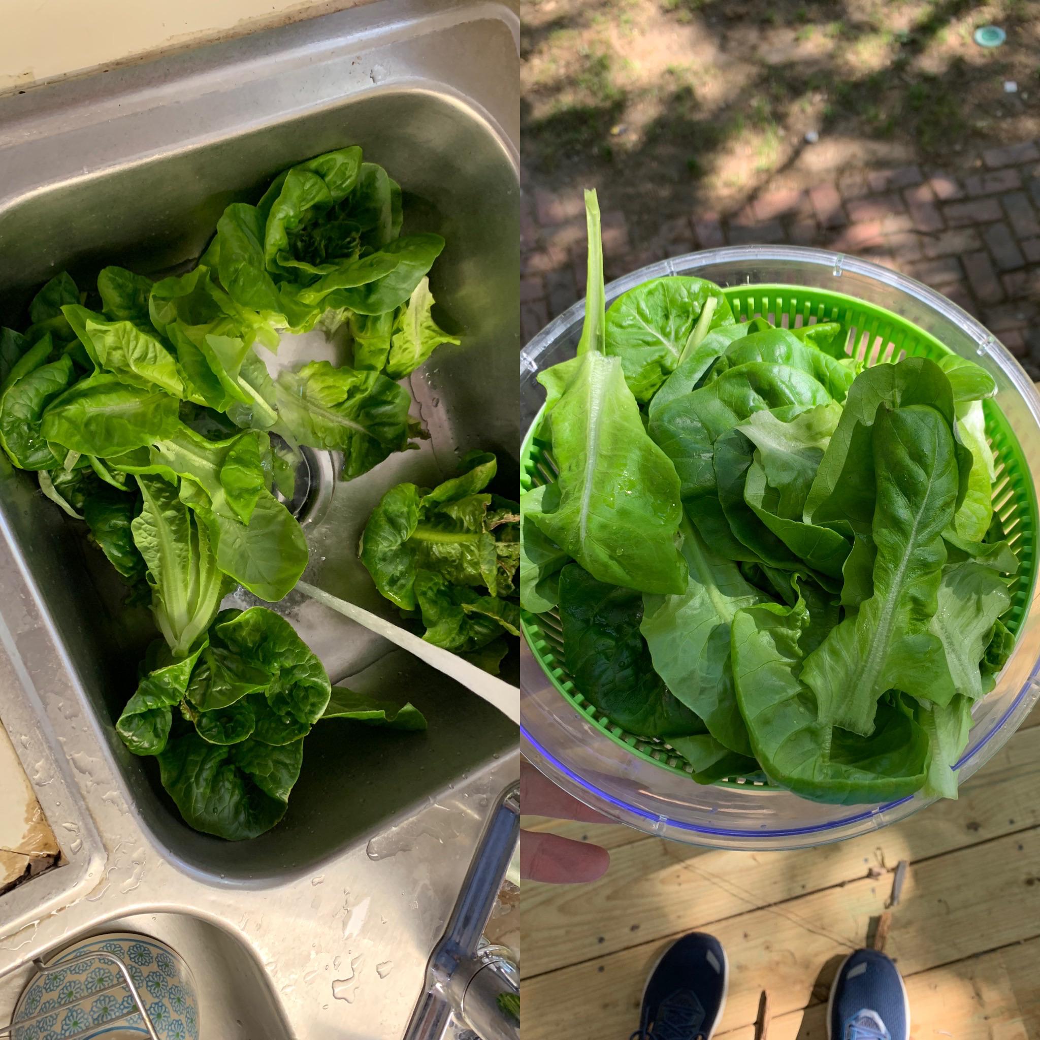 First lettuce harvest. So crisp! r/Hydroponics