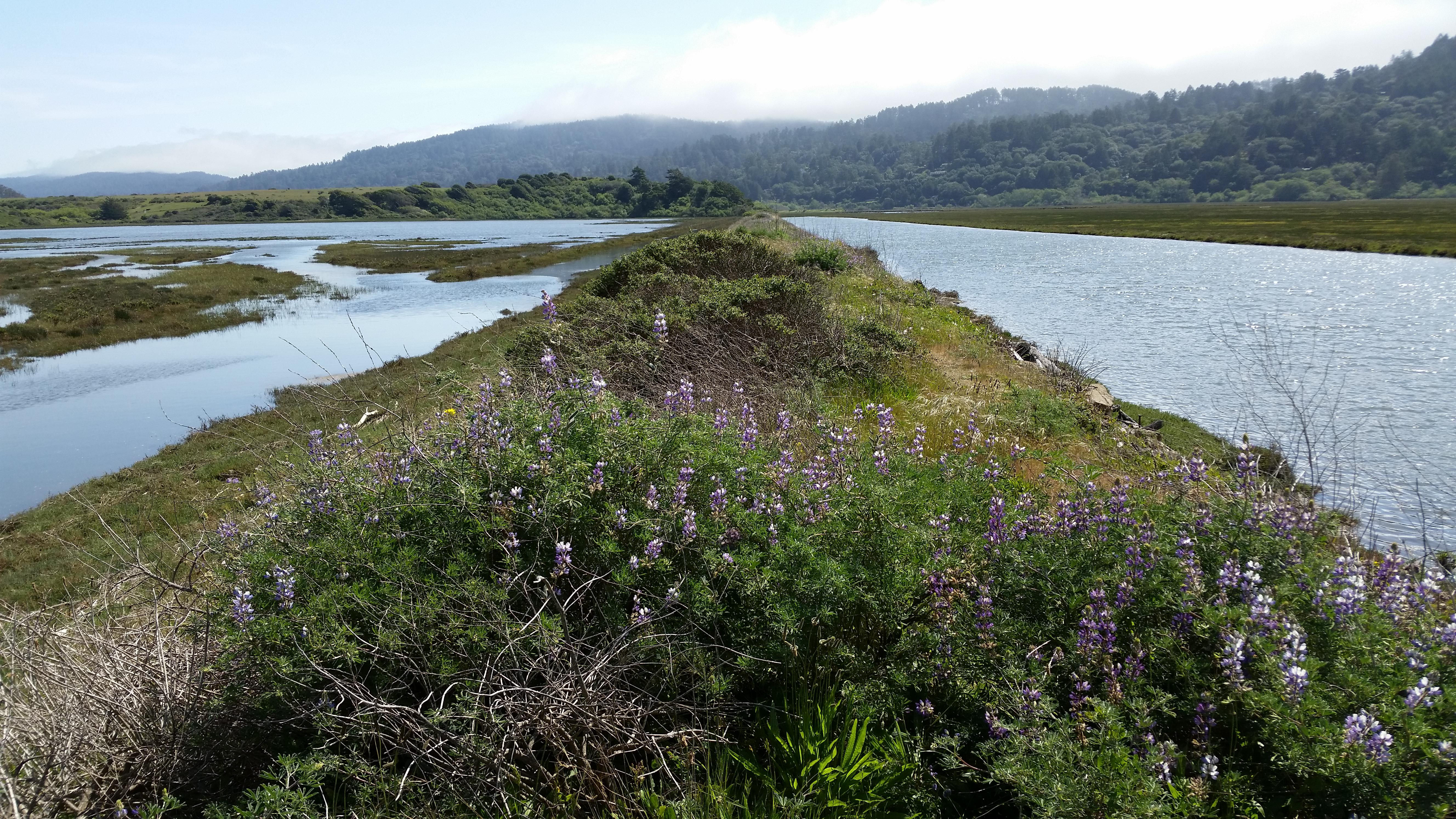What remains of the North Pacific Coast Railroad, Tomales Bay