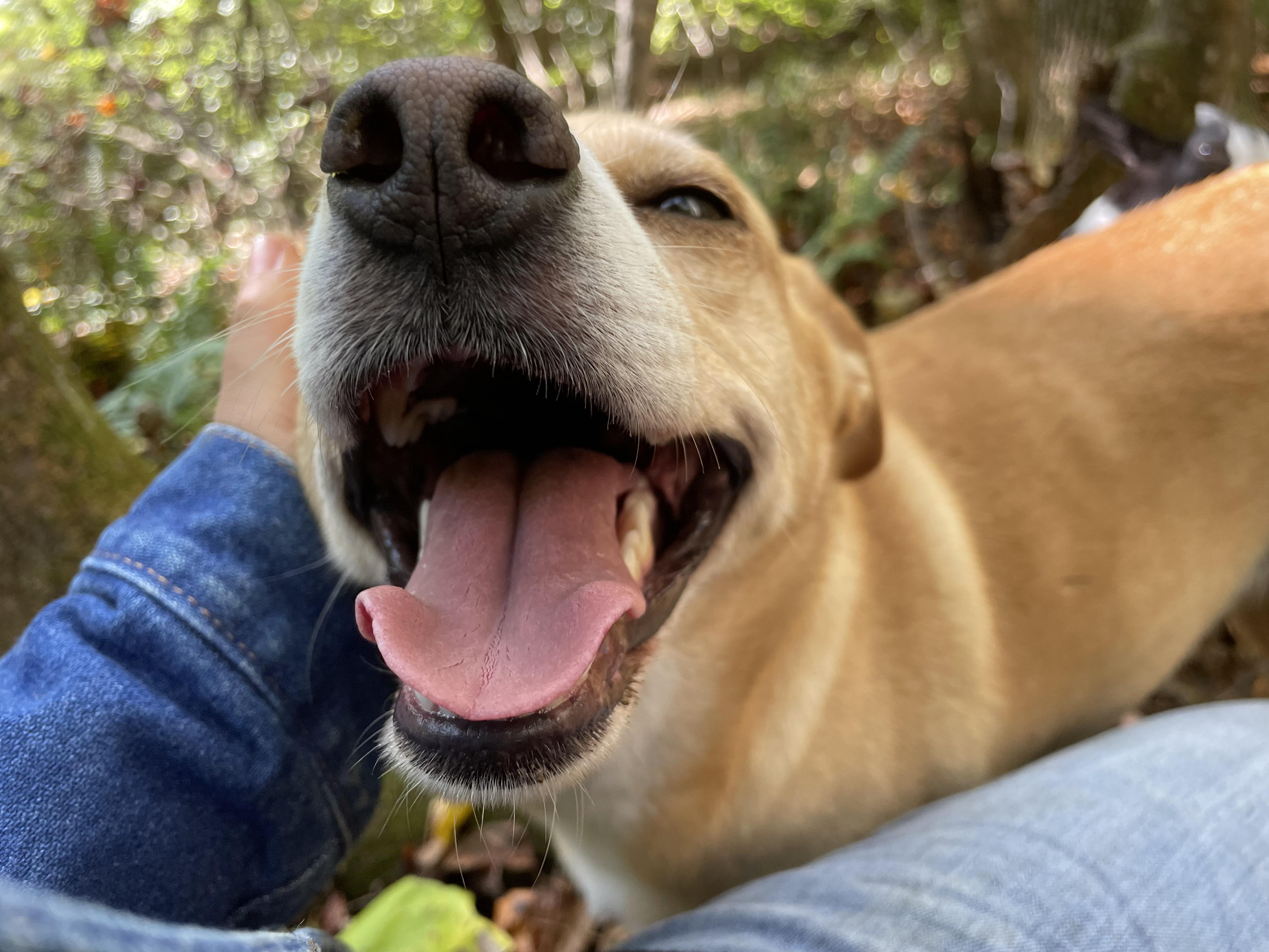 This is how my dog looks at me when I don’t give her enough attention😂